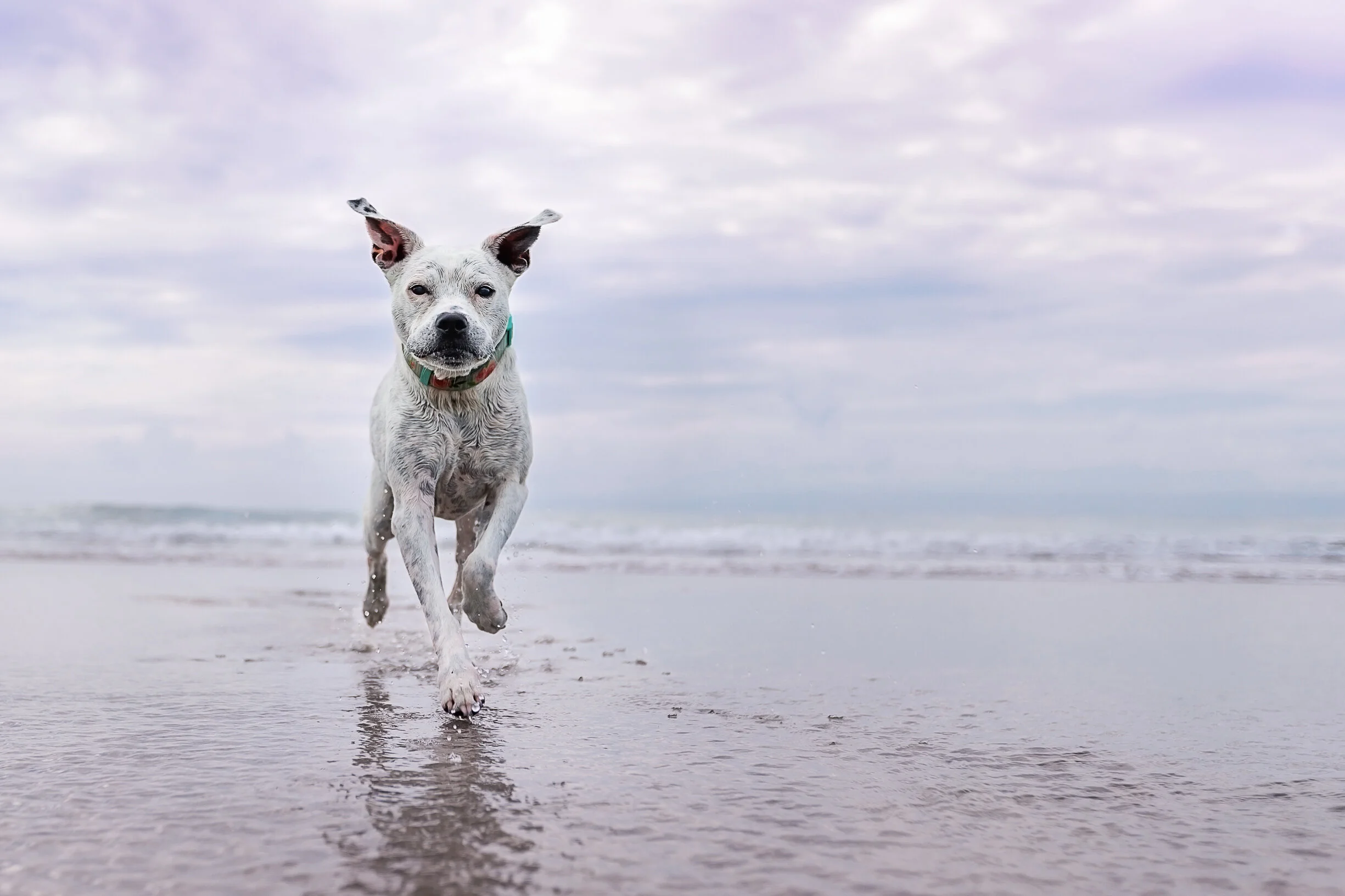 A dog running on wet sand at Topsail Beach with ocean waves and a cloudy sky in the background.