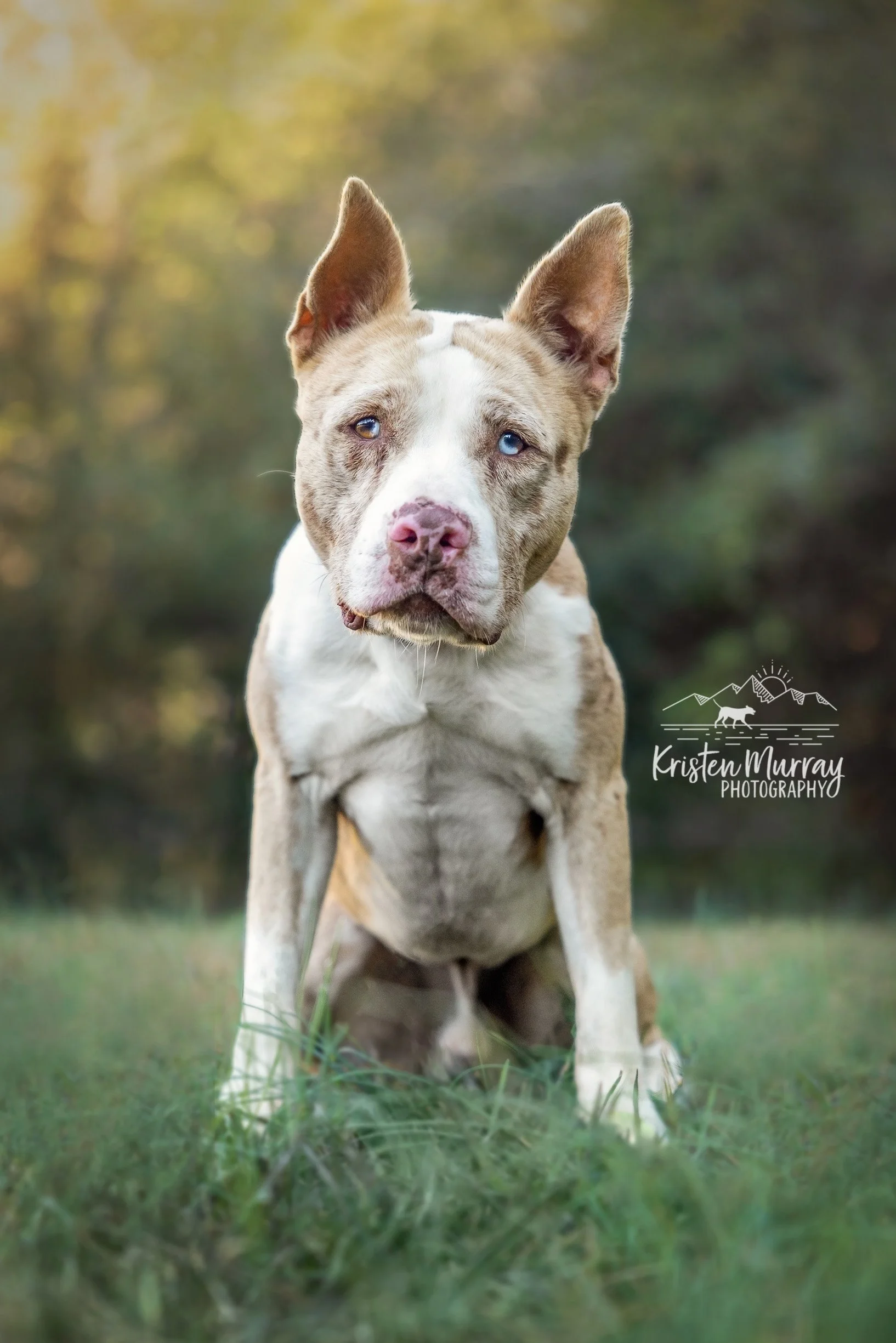 Houlagans' Rest Adoptable Dogs