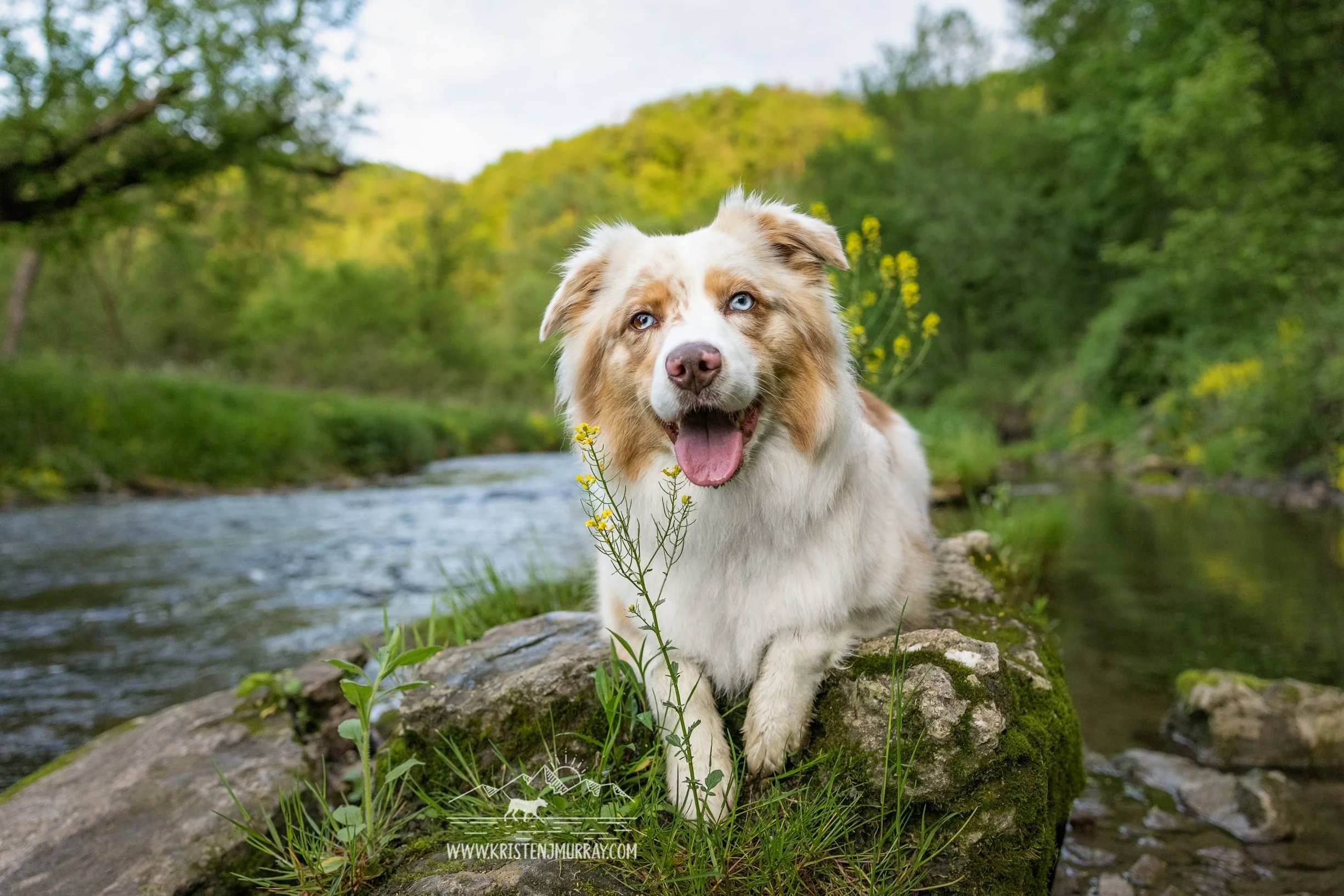 Australian-Shepherd-on-rock-at-Whitewater-State-Park-Altura-Minnesota-Kristen-Murray-Photography.jpg