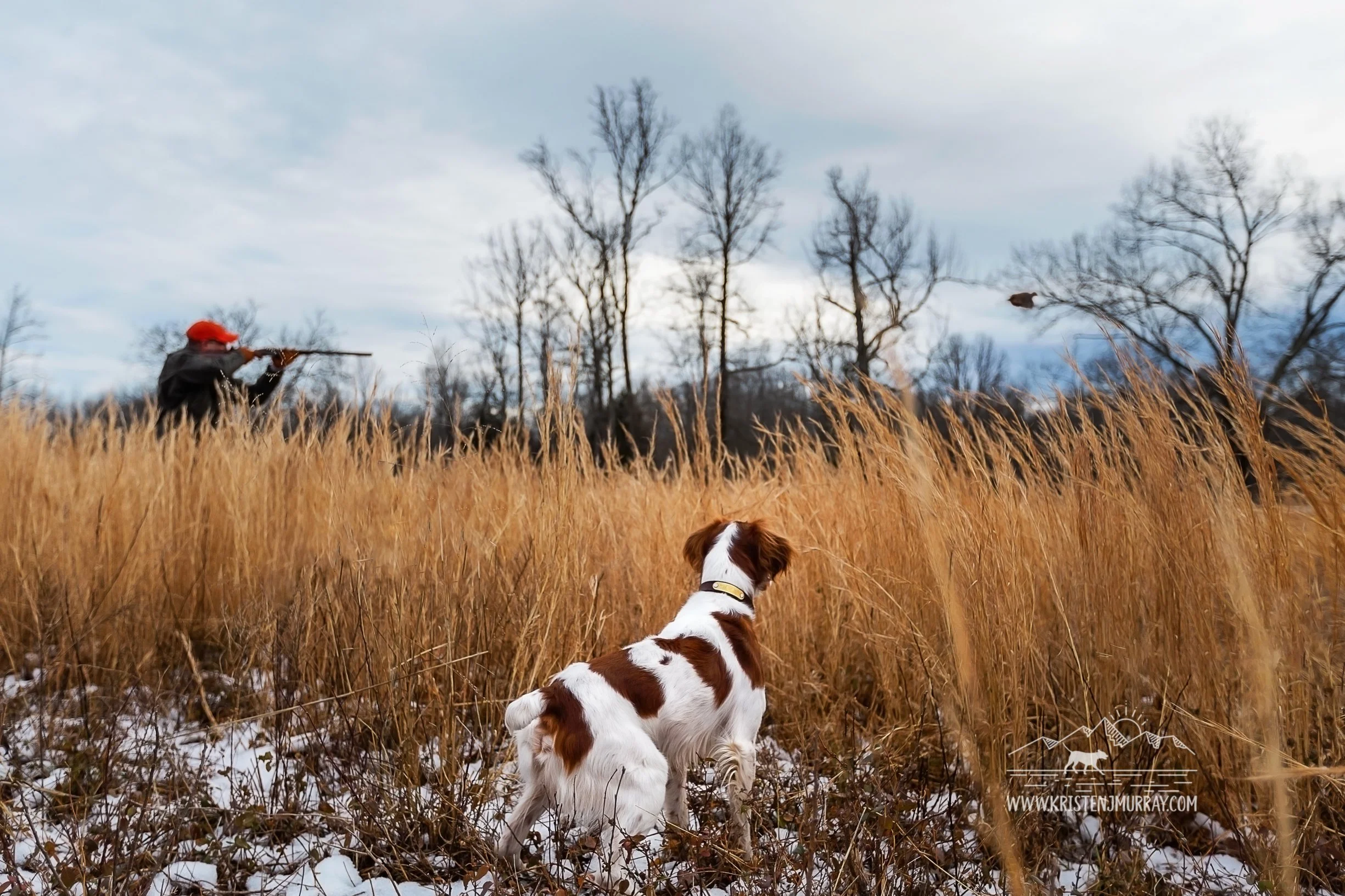 Brittany-Spaniel-on-point-while-hunter-shoots-quail-upland-hunt-orapax-preserve-goochland-richmond-virginia-featured-in-Hunting-Dog-Confidential-kristen-murray-photography.jpg