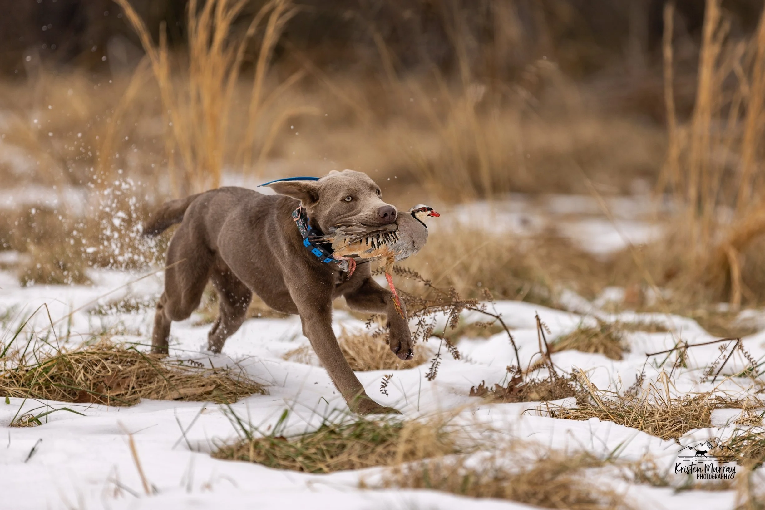 A dog carrying a chukar in its mouth running through a snowy field with dry grass and tall reeds in the background.