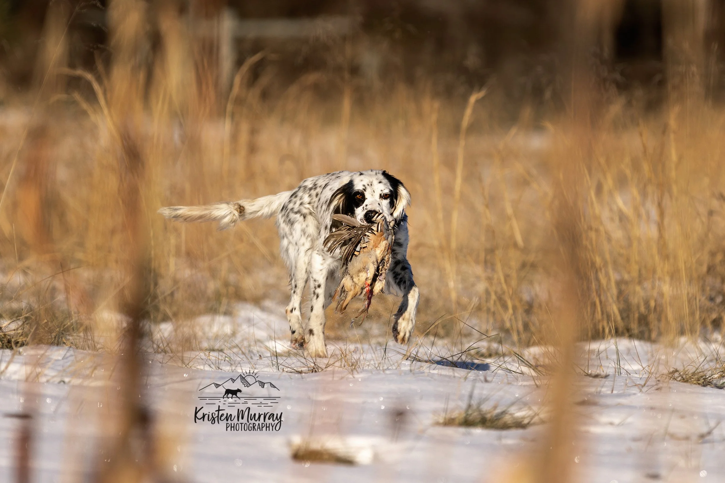 An English Setter dog carrying a bird in its mouth, walking through a snowy field with tall, dry grasses, during daylight.