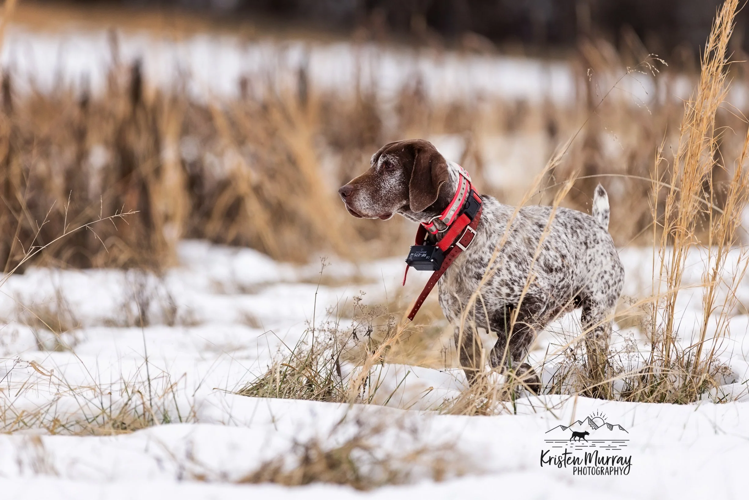GSP on point in a snow covered field. Upland Hunting in Virginia