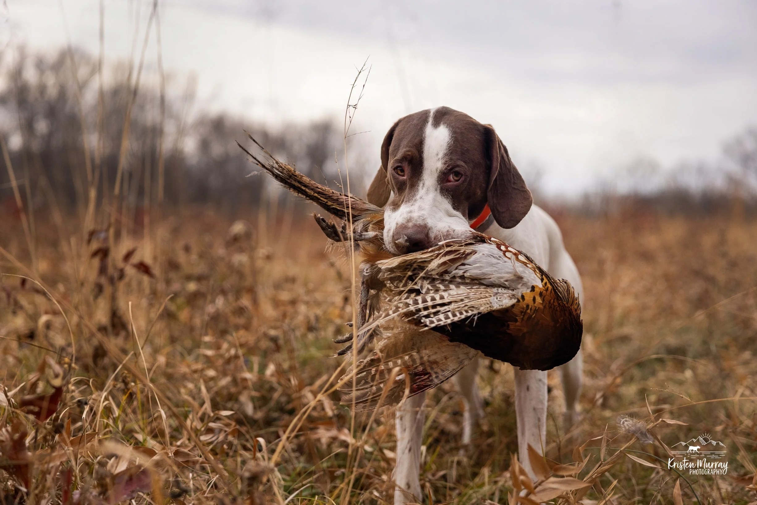 A dog holding a pheasant in its mouth in a field with dry grass and trees in the background.
