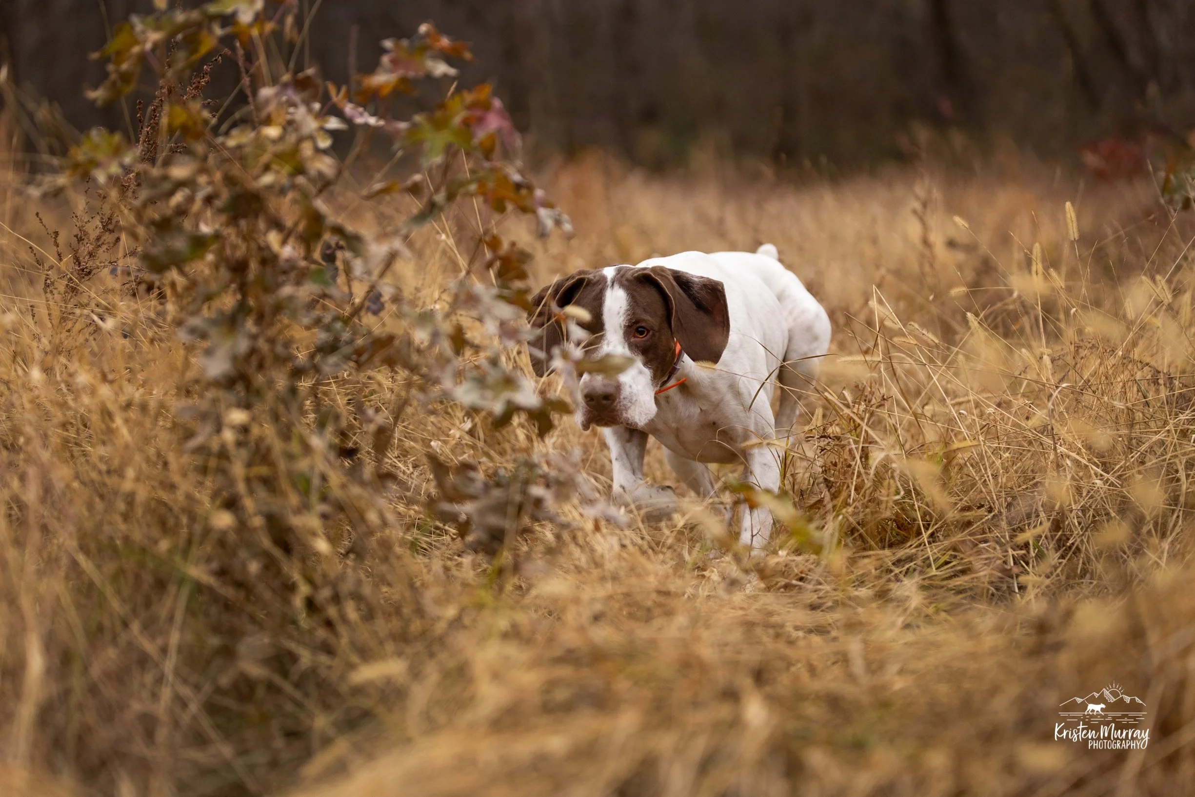 GSP on point, Upland Hunting in Virginia