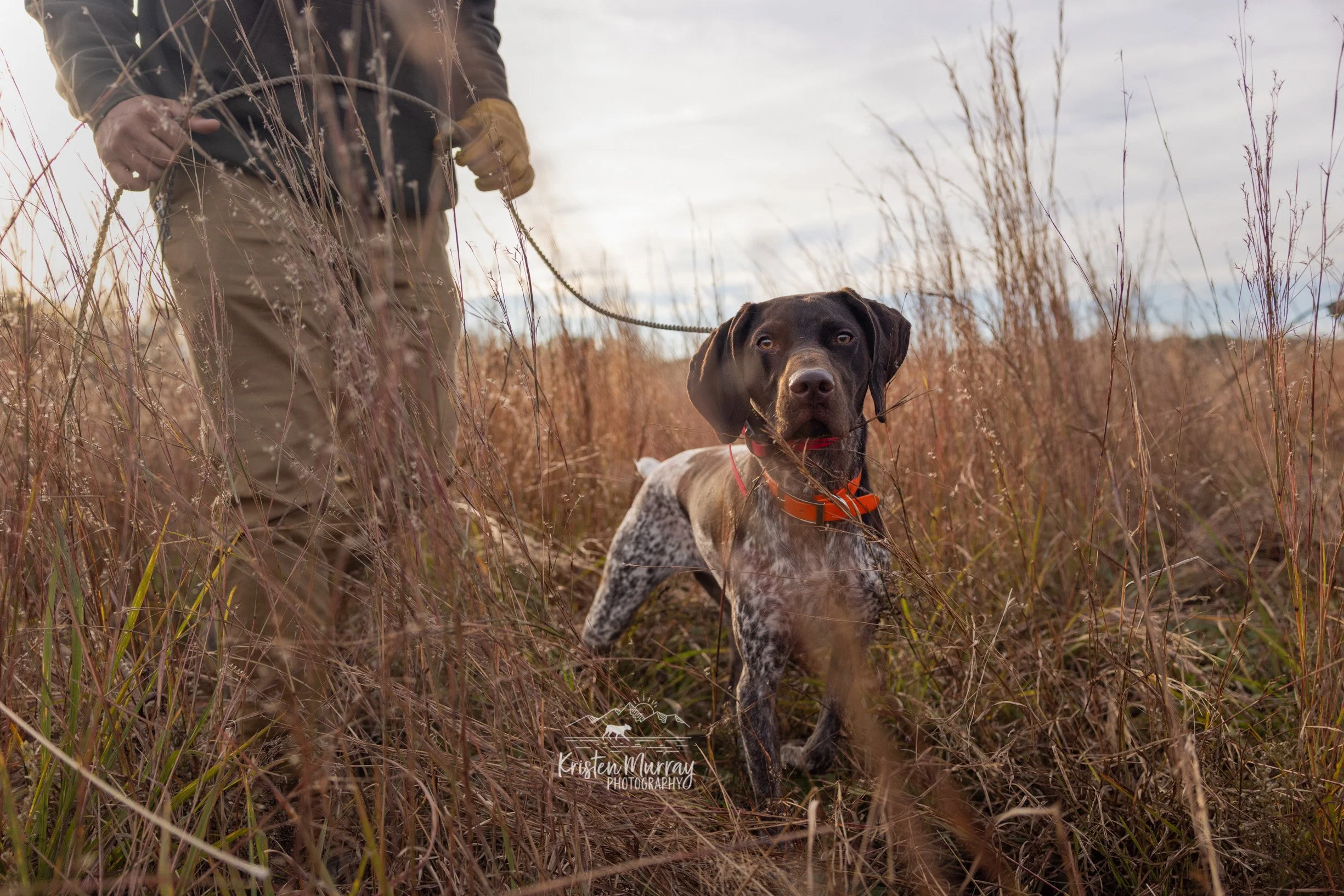 A person holding a leash connected to a hunting dog in tall grass during autumn. The dog, a German Shorthaired Pointer with a speckled coat and orange collar, looks attentively into the distance.