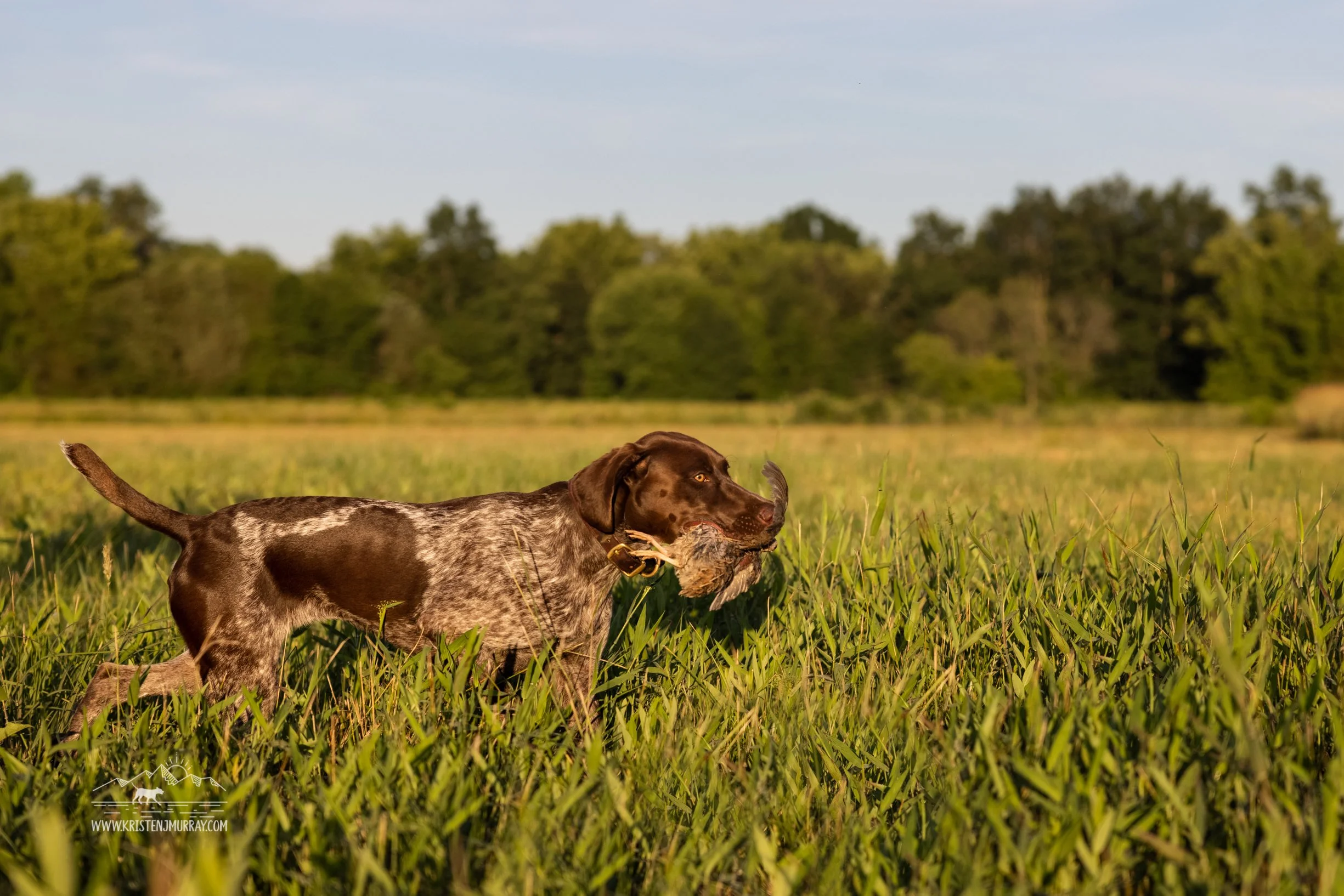 A dog with a brown coat and white speckled fur on its body running through a green grassy field carrying a bird in its mouth.