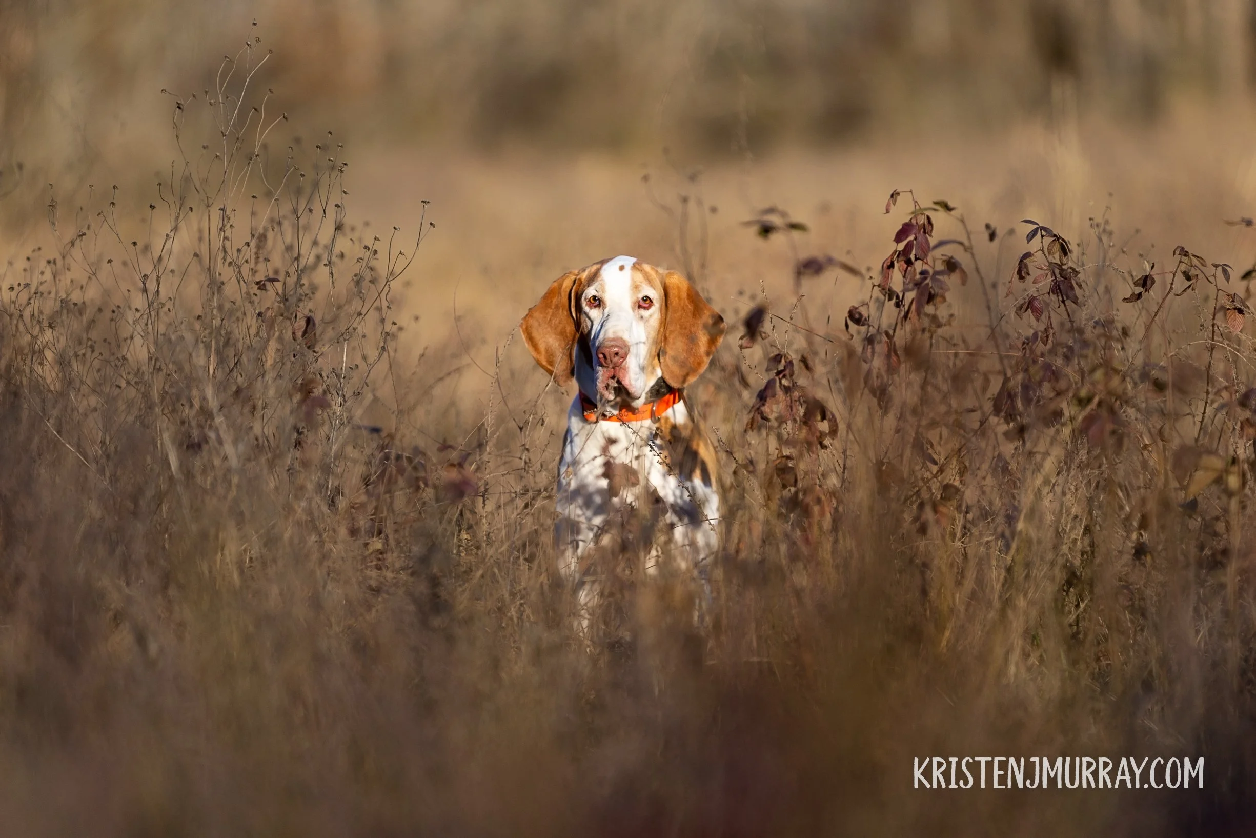 A Bracco Italiano during upland hunt in Virginia