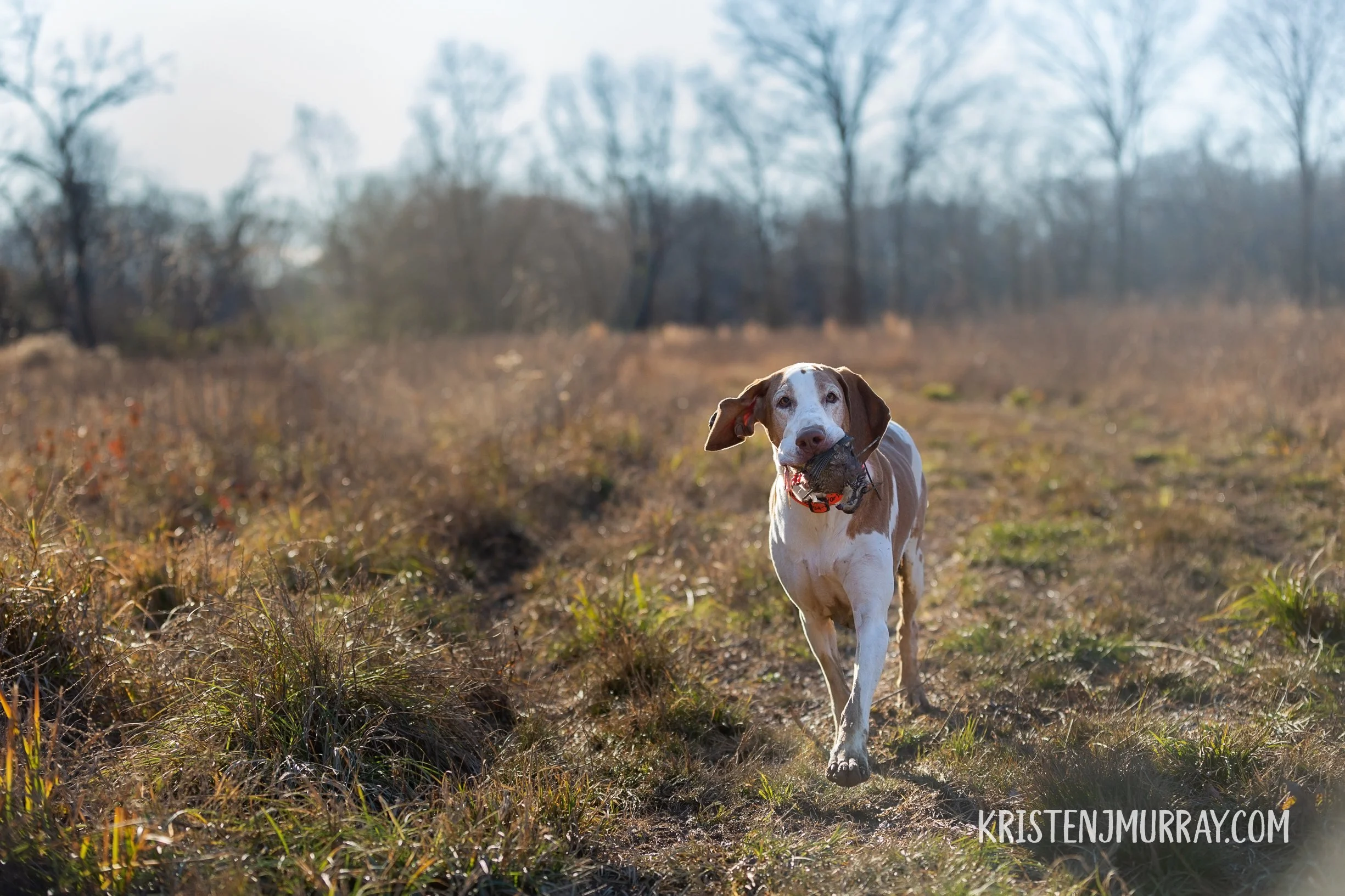 A Bracco dog runs on a dirt trail in a field with leafless trees in the background, holding a bird in its mouth. Upland Hunting in Virginia
