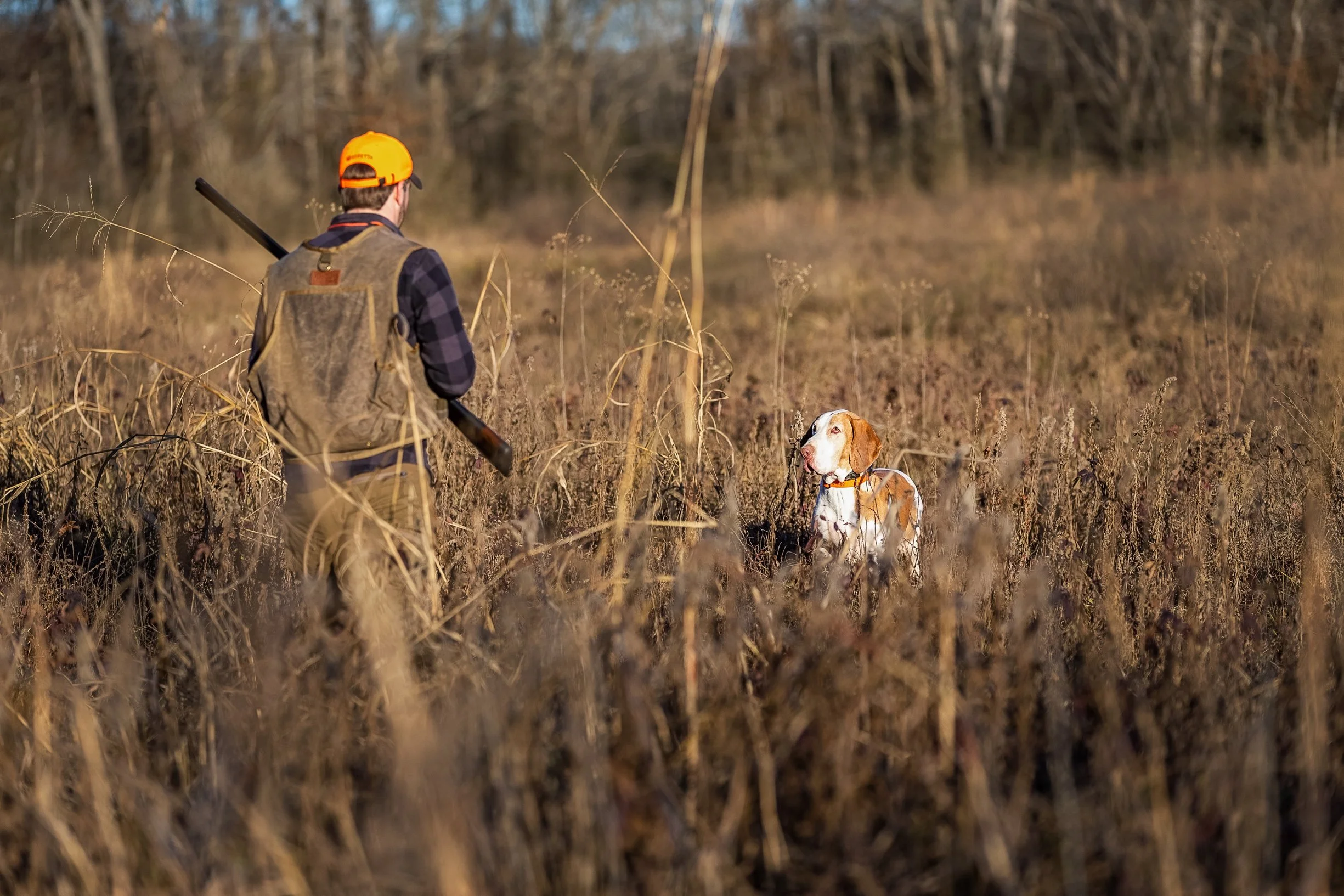 A man in hunting gear, wearing an orange cap, is standing in a field with tall dry grass, holding a shotgun, while a hunting dog sits attentively nearby, looking at him.