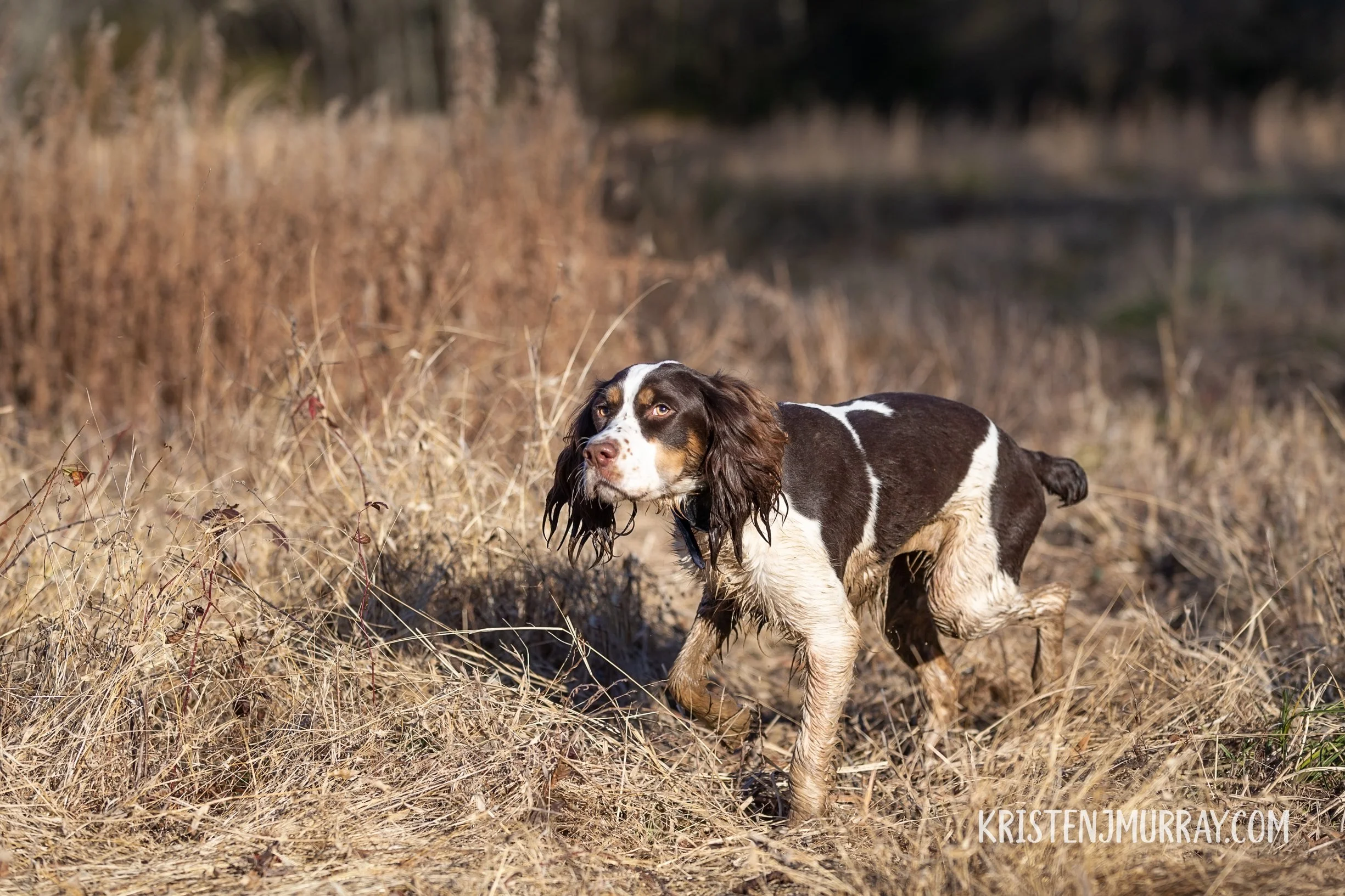 Wet spaniel dog walking through dry grass in a field with trees in the background.