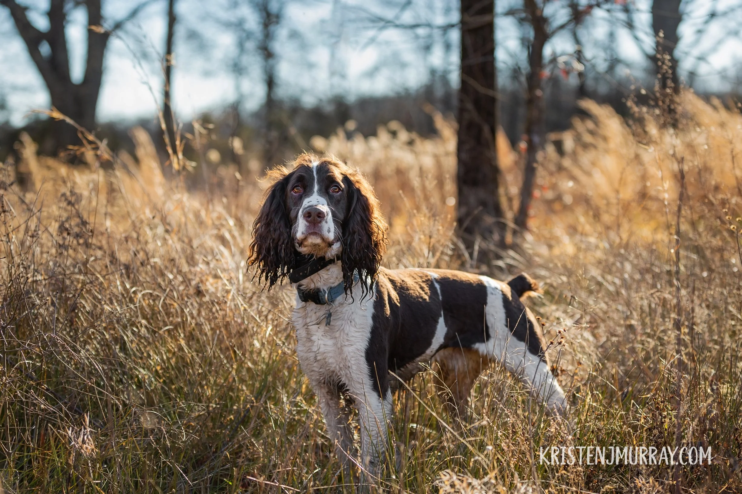 English Springer Spaniel dog standing in tall grass with trees in the background during golden hour.