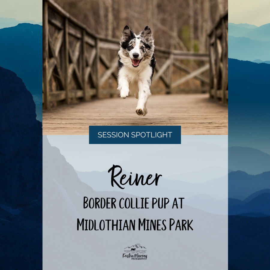 Reiner the Border Collie Puppy at Midlothian Mines Park - Richmond Dog Photography 