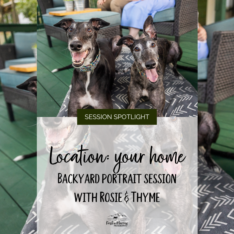 Rosie &amp; Thyme: An in-home backyard dog photoshoot - Richmond, Virginia