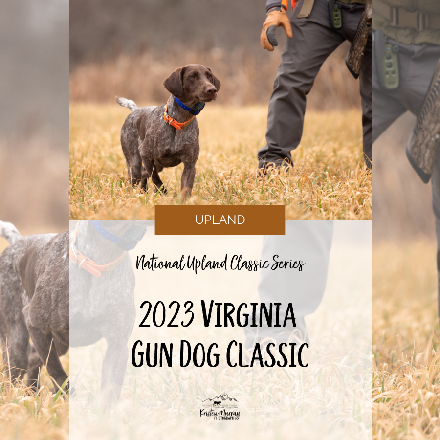 2023 Virginia Gun Dog Classic Field Trial Highlights - National Upland Classic Series 