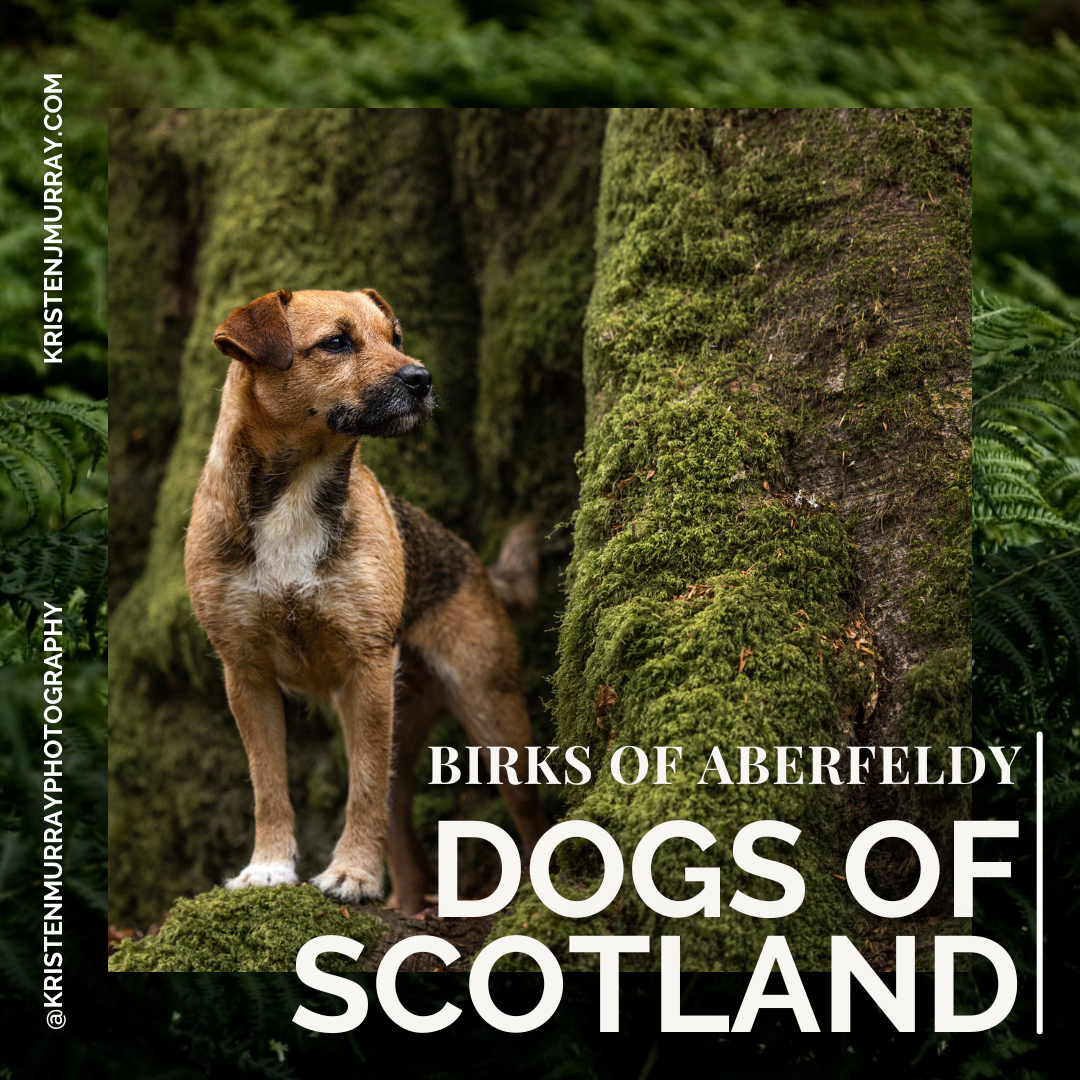 Dogs o' Scotland - Birks of Aberfeldy