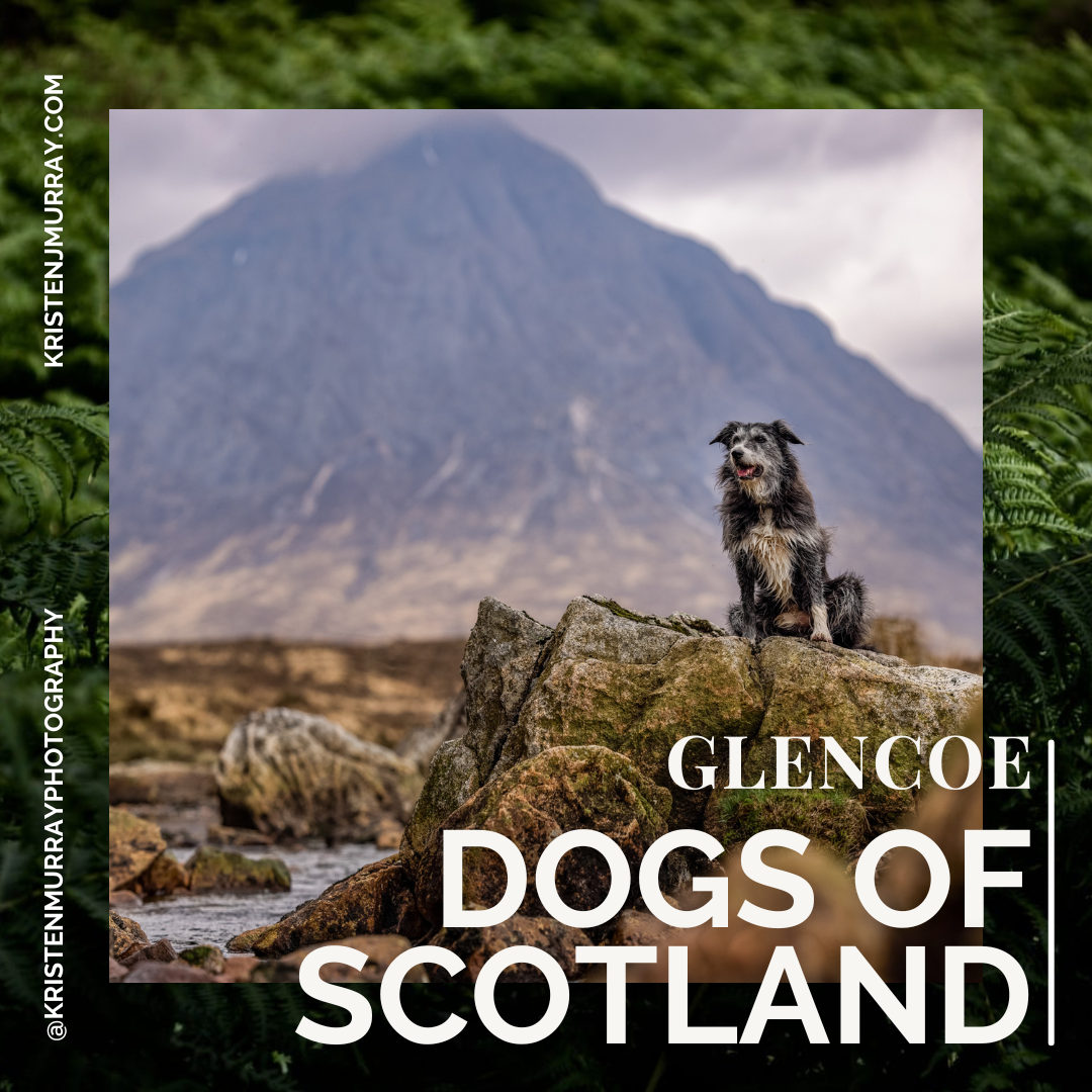 Dogs of Scotland - Glencoe