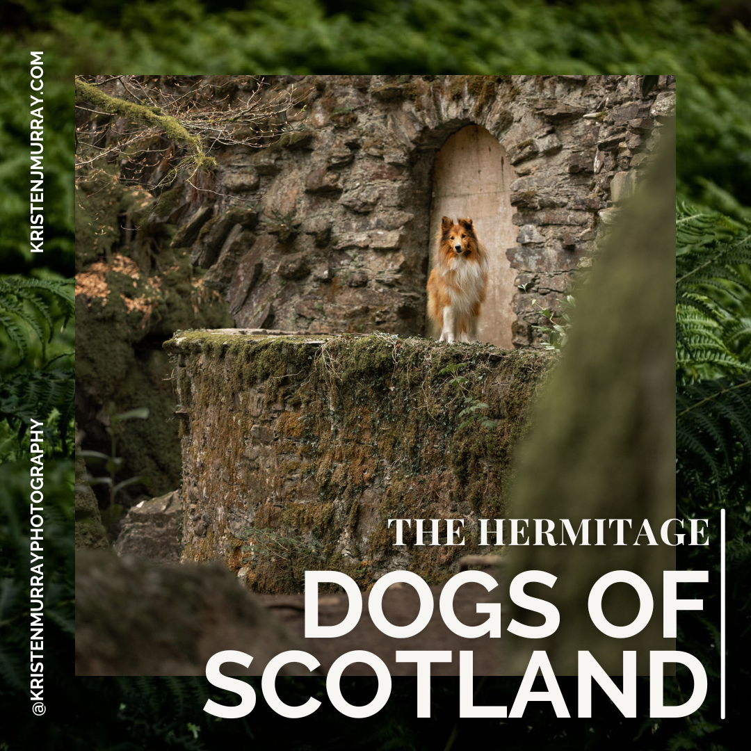 Dogs o' Scotland - The Hermitage - Dunkeld