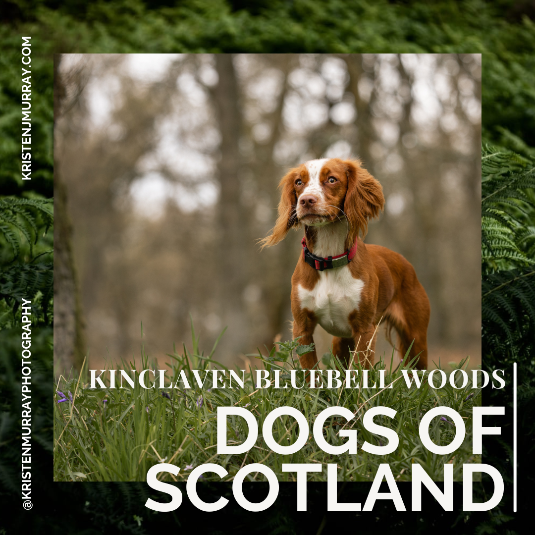 Dogs o' Scotland - Kinclaven Bluebell Woods