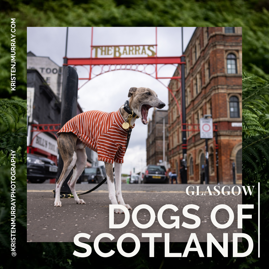 Dogs o' Scotland - The Barras - Glasgow