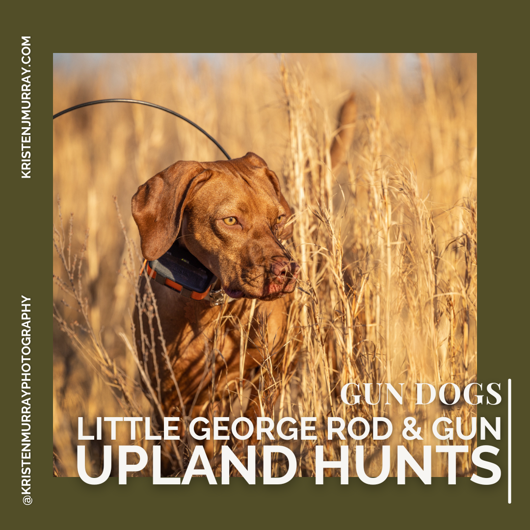 Upland Hunting at Little George Rod &amp; Gun - Buckingham County, Virginia