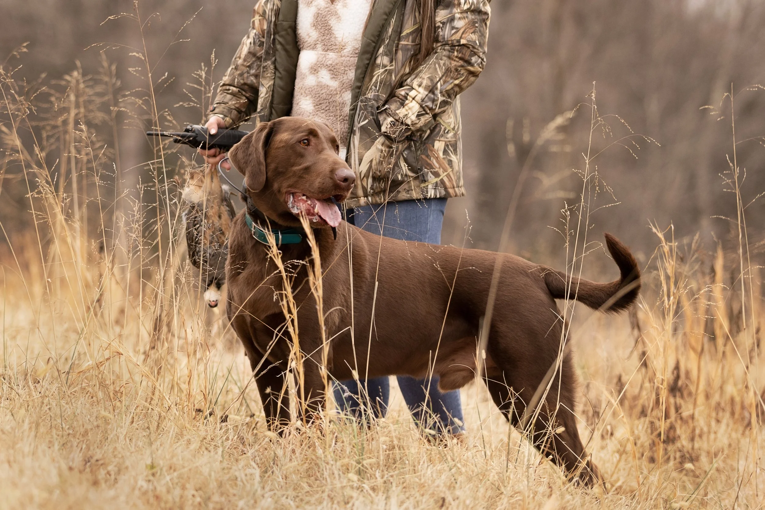 Person in camouflage jacket walking a chocolate Labrador Retriever in a field of tall, dry grass, holding a leash.