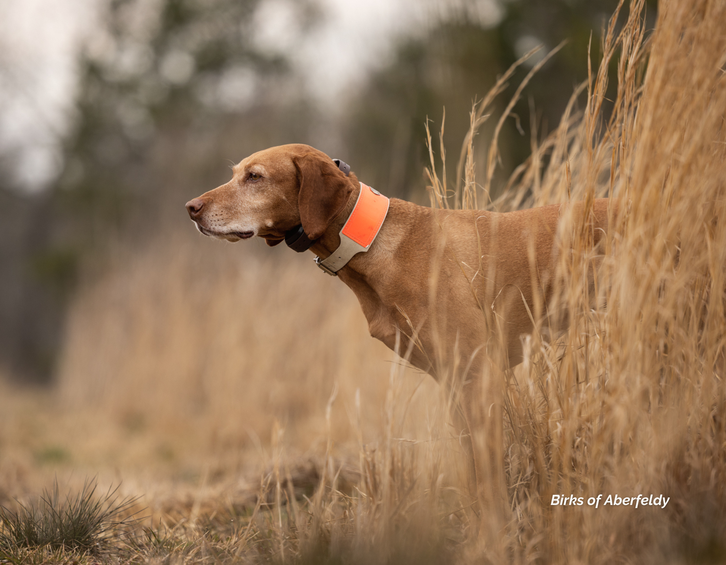 A brown hunting dog wearing a reflective orange collar standing in a field of tall, dry grass, looking to the left. Zara the Accidental Bird Dog