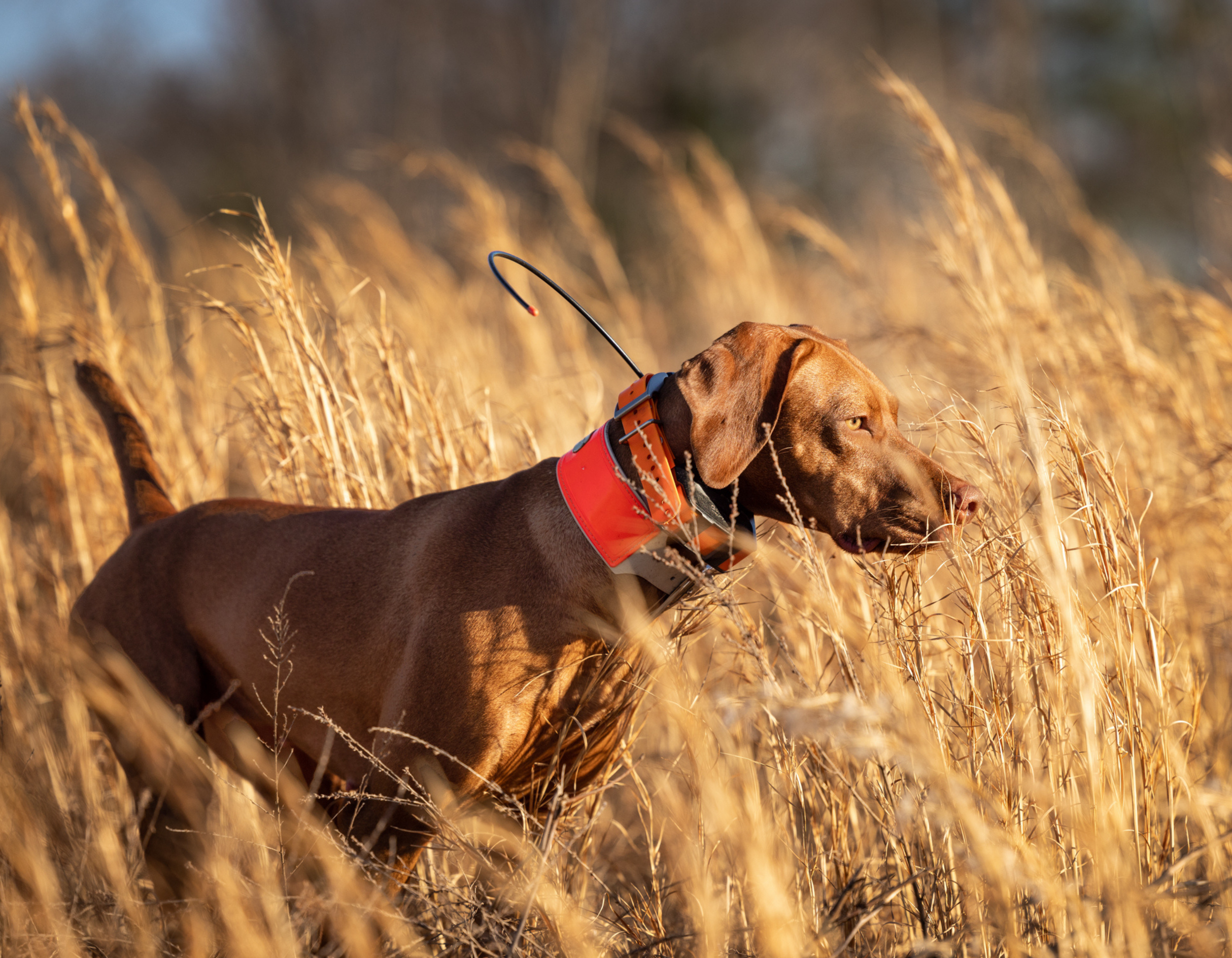 A brown dog with a red collar and a collar radio stands in a field of tall, golden grass looking intently into the distance. Little George Rod & Gun - Upland Hunting in Virginia