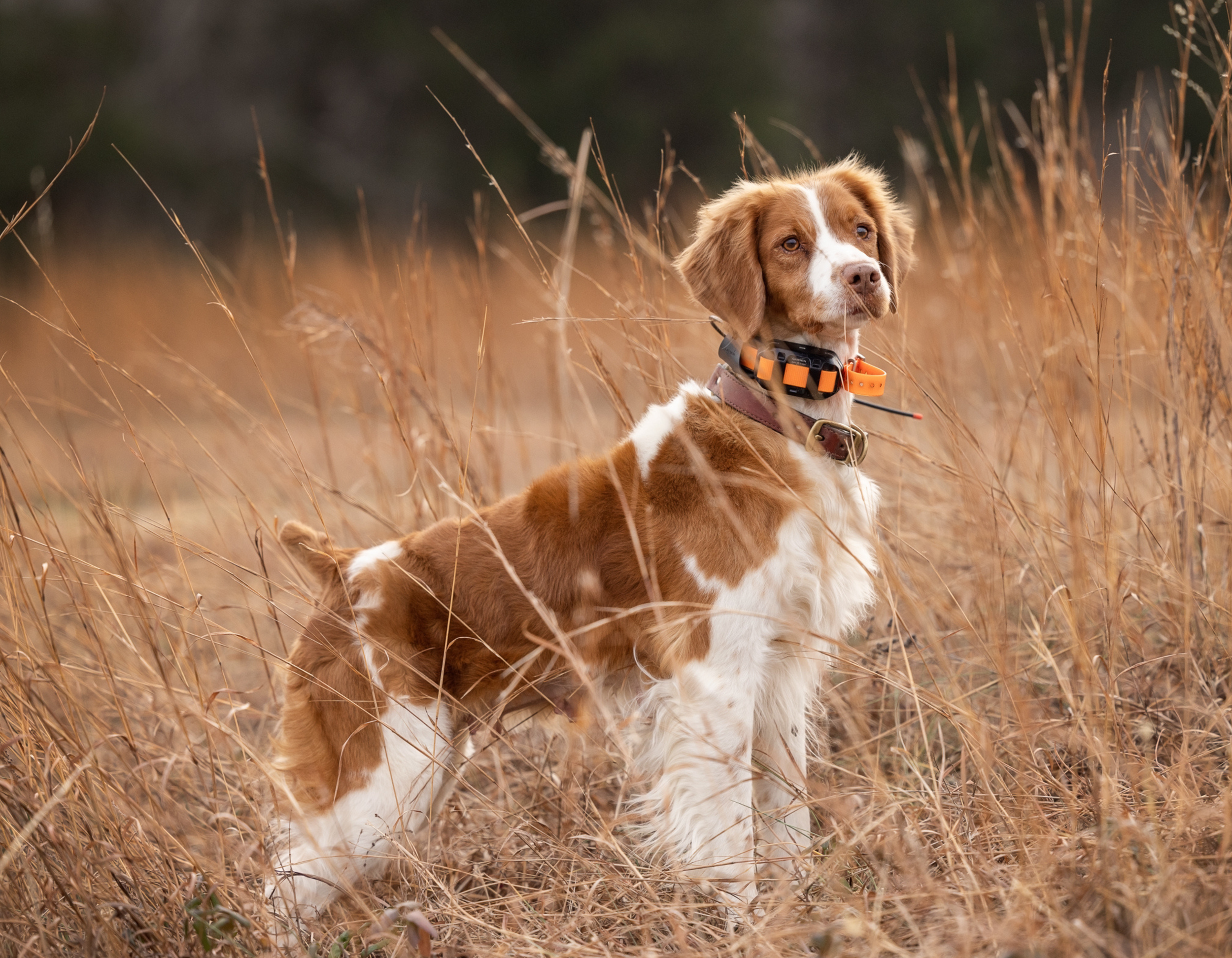 A brown and white dog standing in tall, dry grass outdoors, wearing a collar and orange collar with a leash attached. Fox Mountain Brittanys