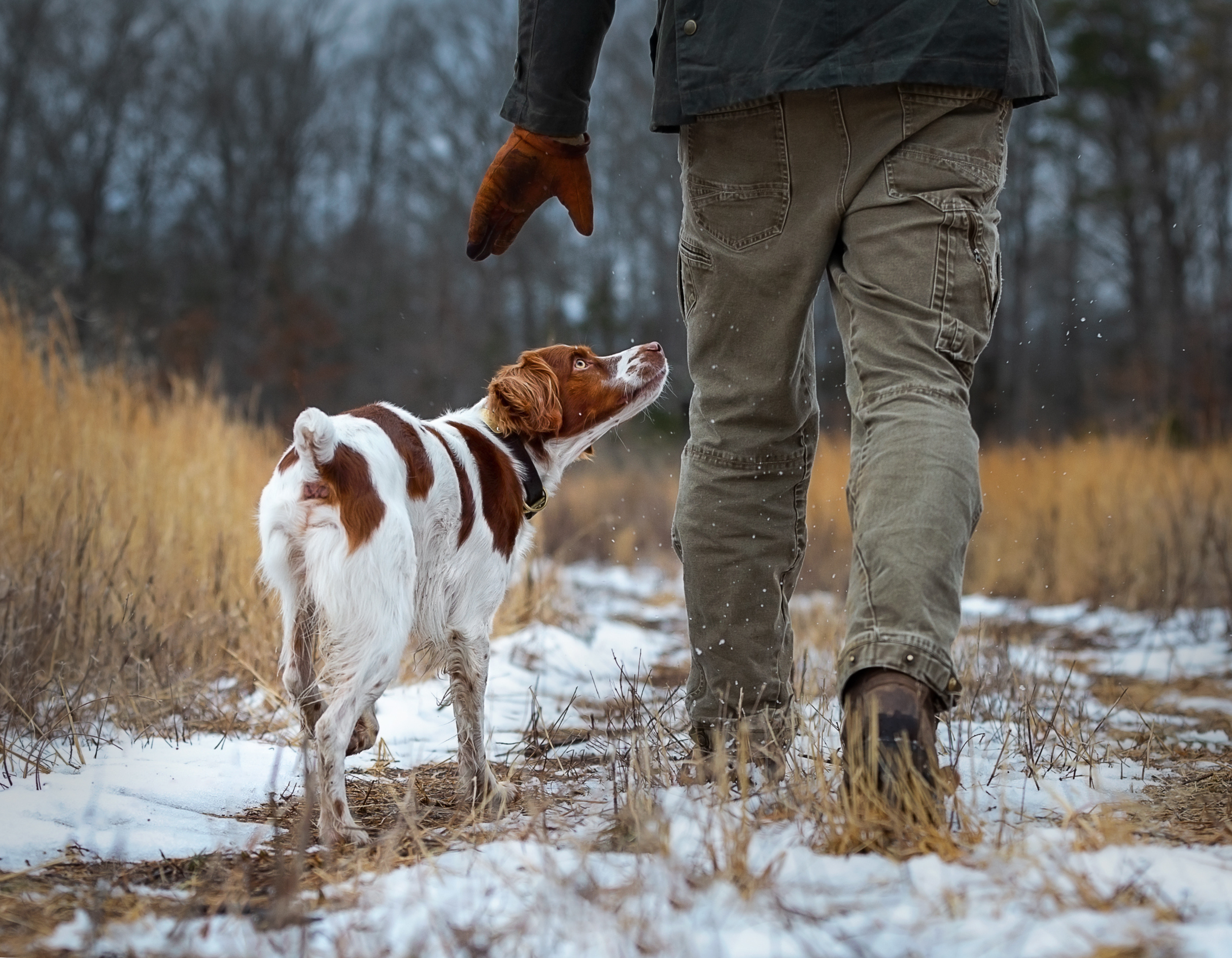A person in outdoor clothing and a dog looking up at them in a snowy field. Upland Hunting in Virginia