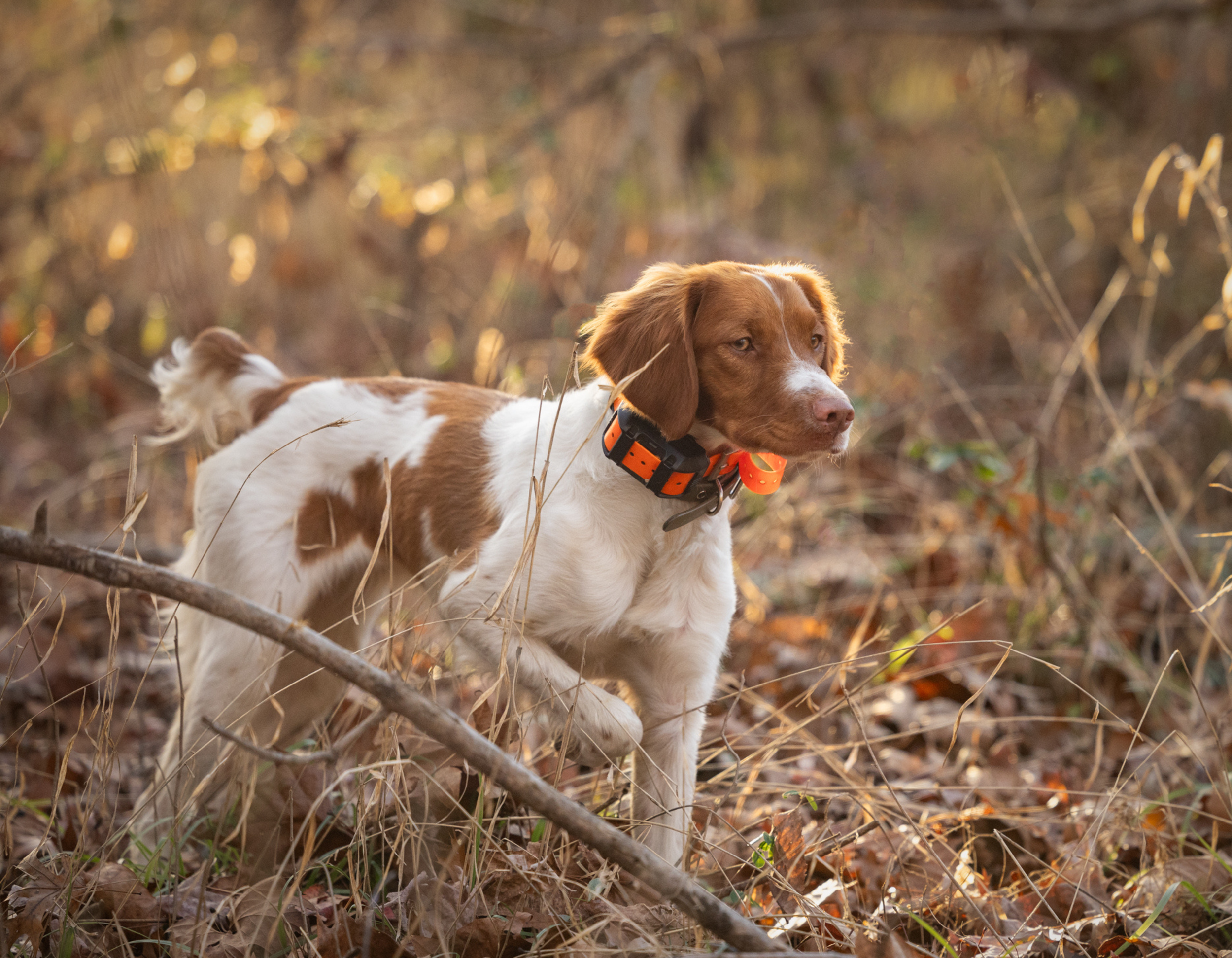 Brittany puppy on point with a black and orange collar standing in a forested area with fallen leaves. Upland Hunting in Virginia