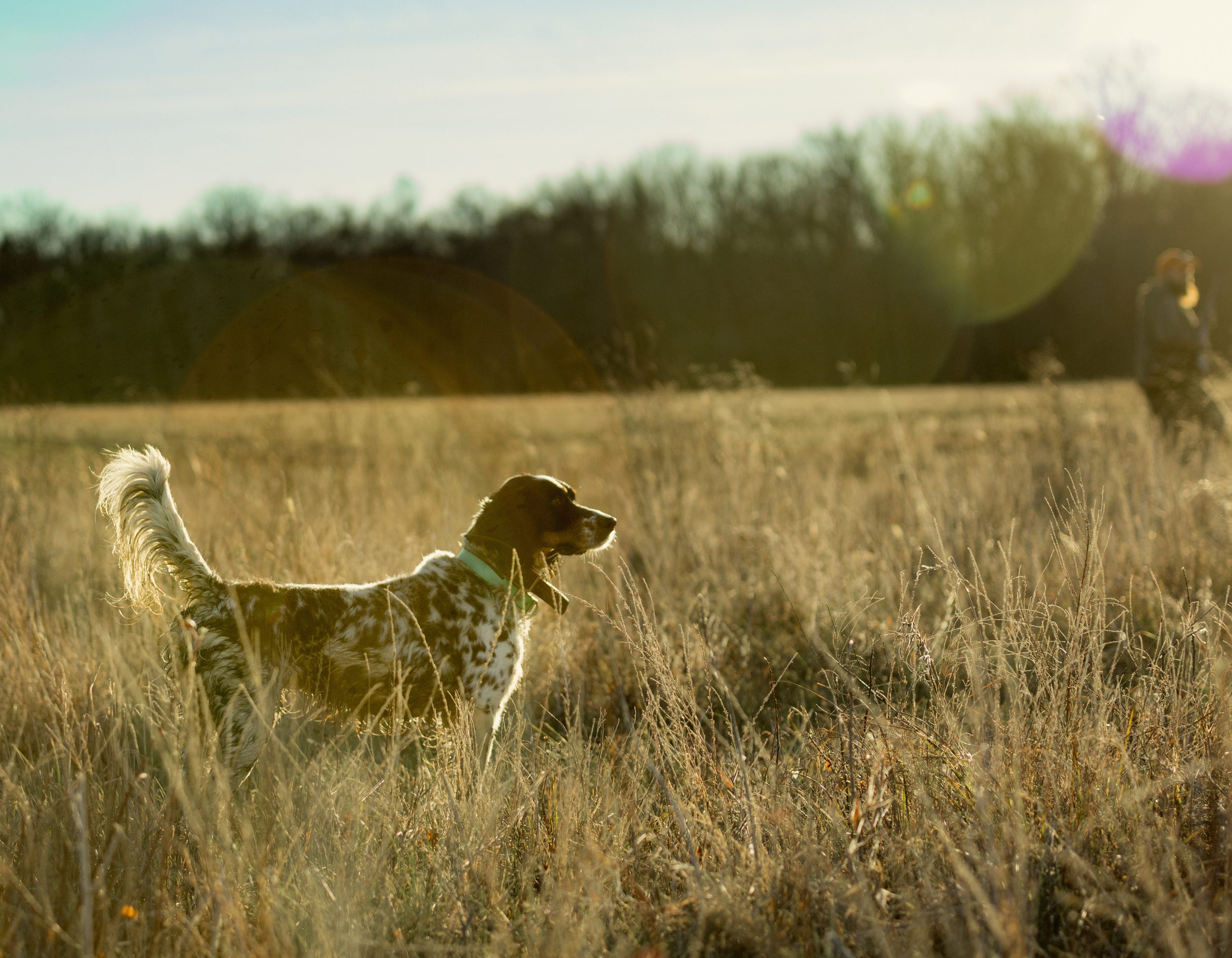 English Springer Spaniel dog standing in tall grass on a field during sunset, with a person in the distance holding a camera.