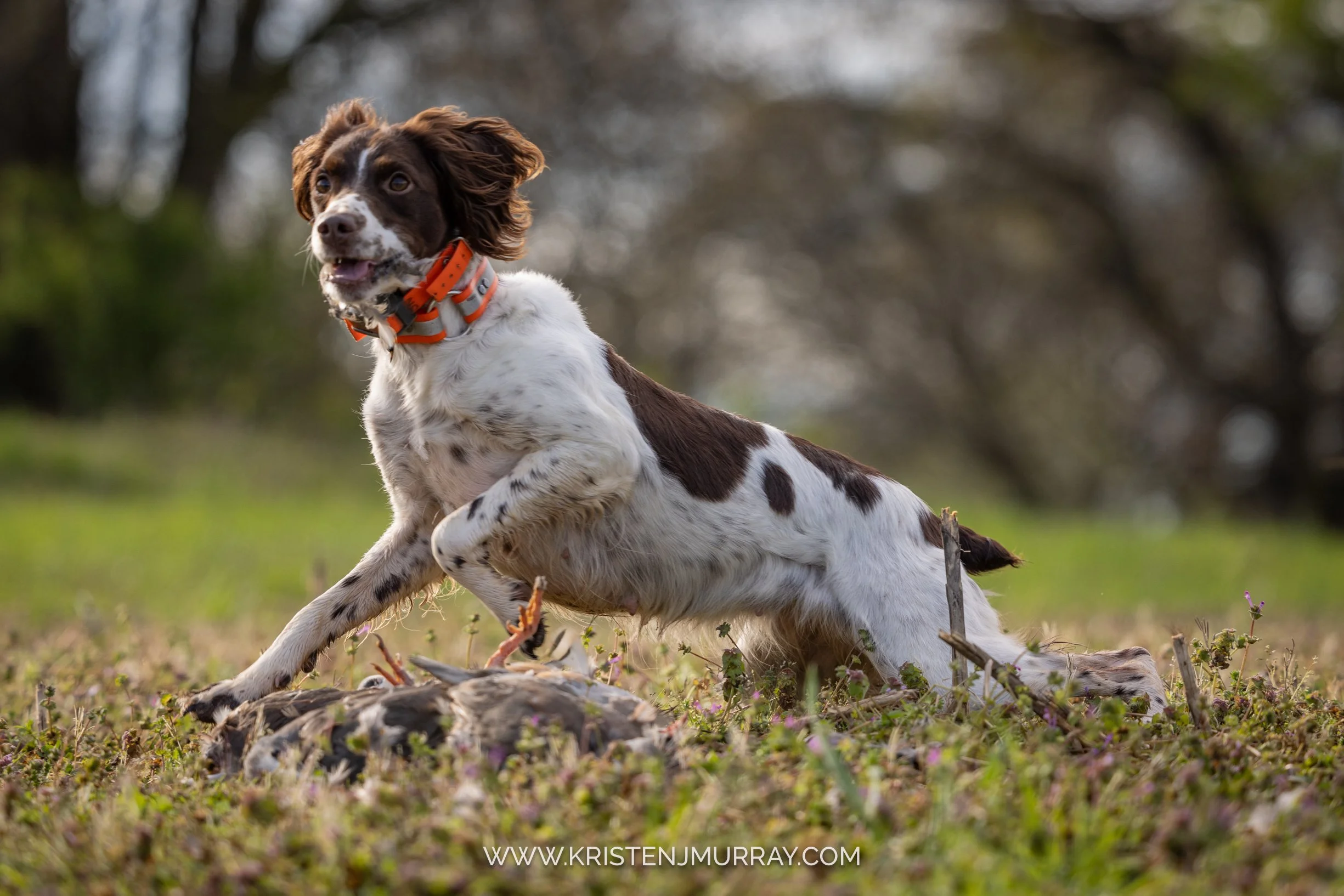 South Fork Hunting Preserve - Weezy on retrieve