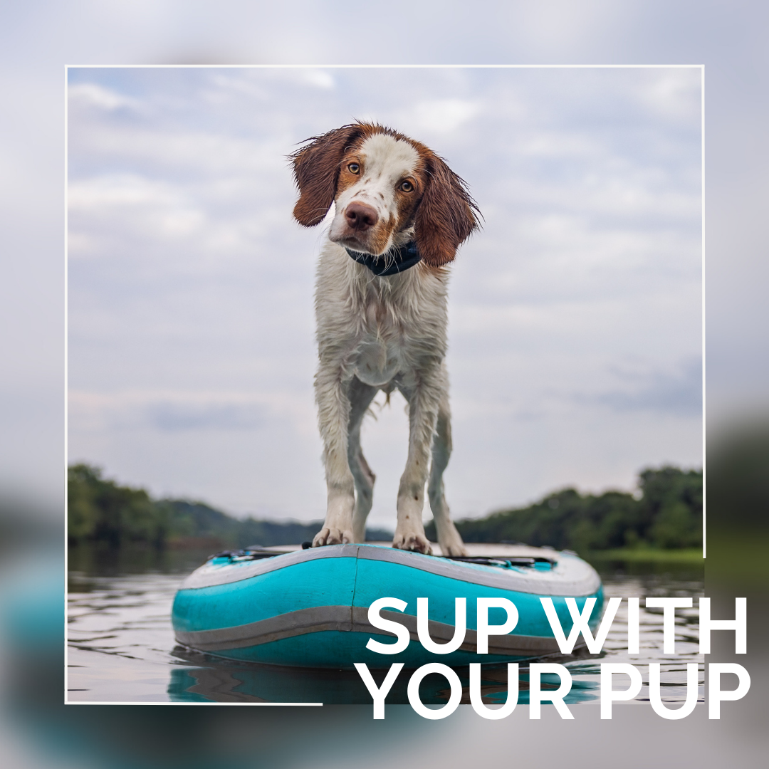 Sup Pup! Tips for paddleboaring with your dog.