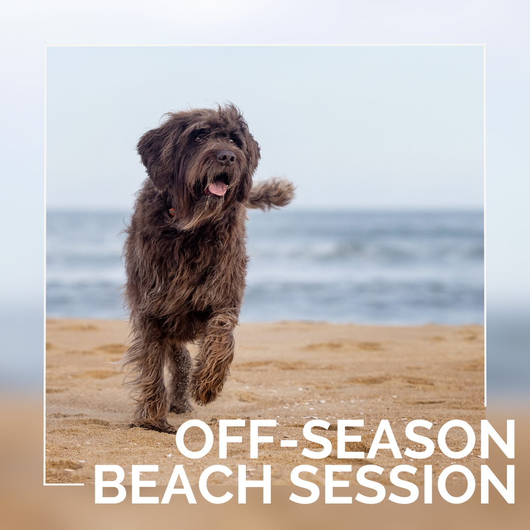 The Secret to Stunning Beach Photos of Your Dog: Off-Season Sessions
