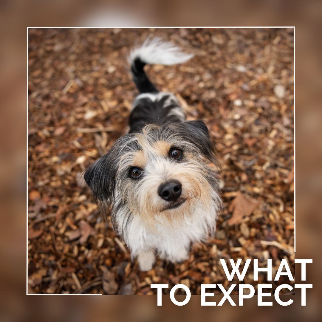 What to Expect: The Dog Photography Experience with Kristen Murray Photography