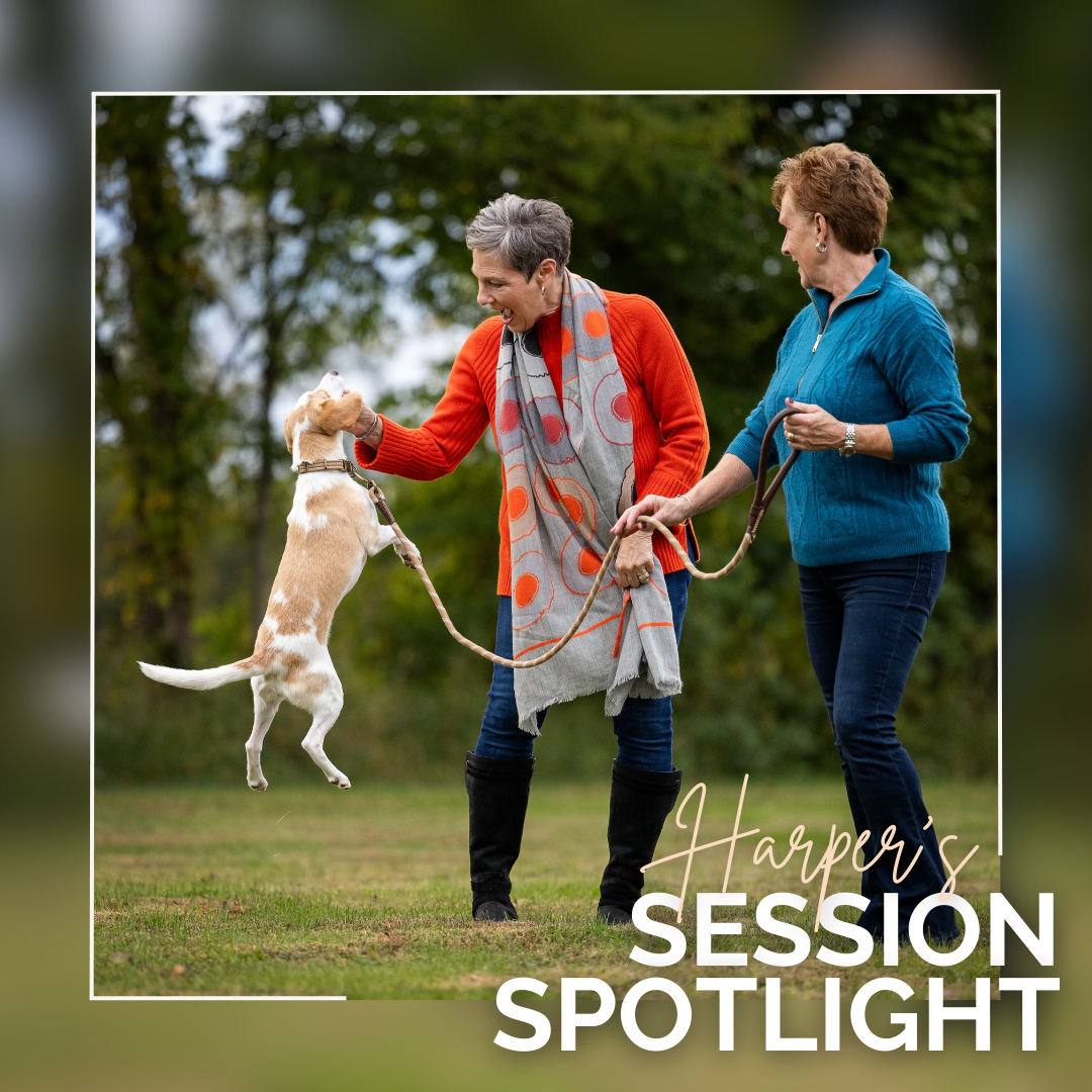 Harper’s Journey – From Scared Shelter Pup to Beloved Family Member