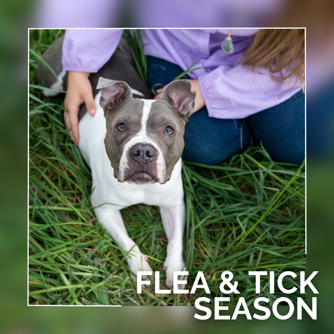 Natural Flea and Tick Prevention for Dogs: What I’m Using This Spring Instead of Chemicals