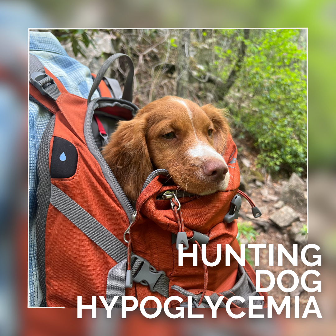 Hypoglycemia in Dogs: How to Recognize, Treat, and Prevent Low Blood Sugar in Active Dogs