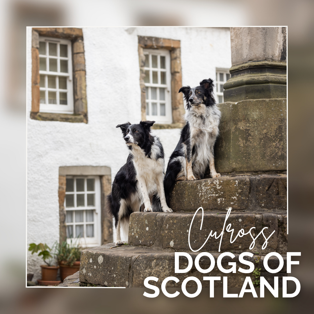Dogs o' Scotland - Culross | Scotland Dog Photography