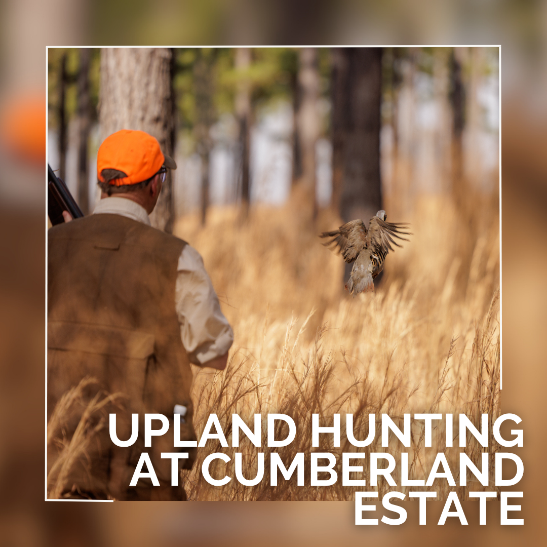 Upland Hunt in the Pines - Cumberland Estate