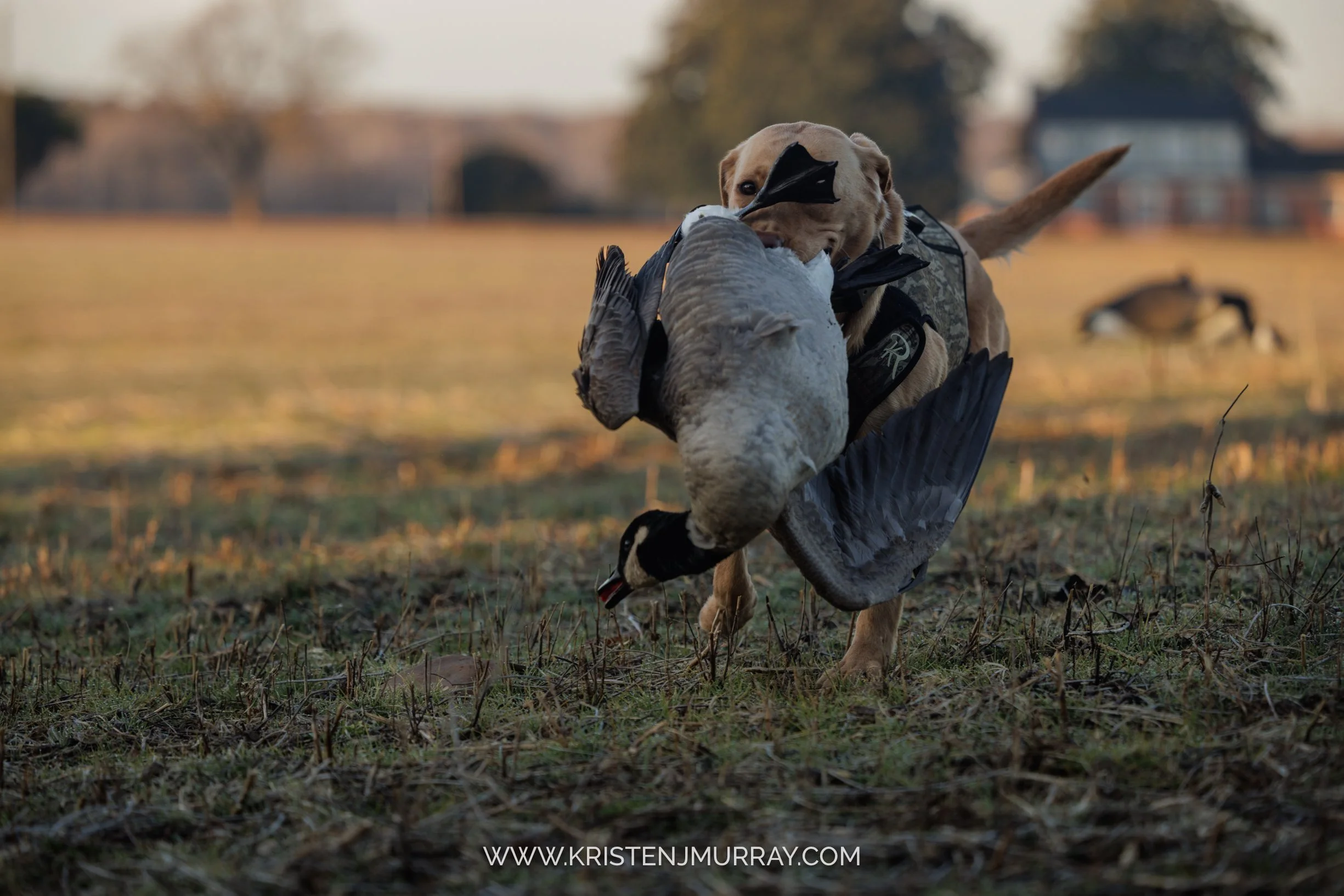 SMD_02-Labs-Goose Hunt-29_KristenMurrayPhotography1225.jpg