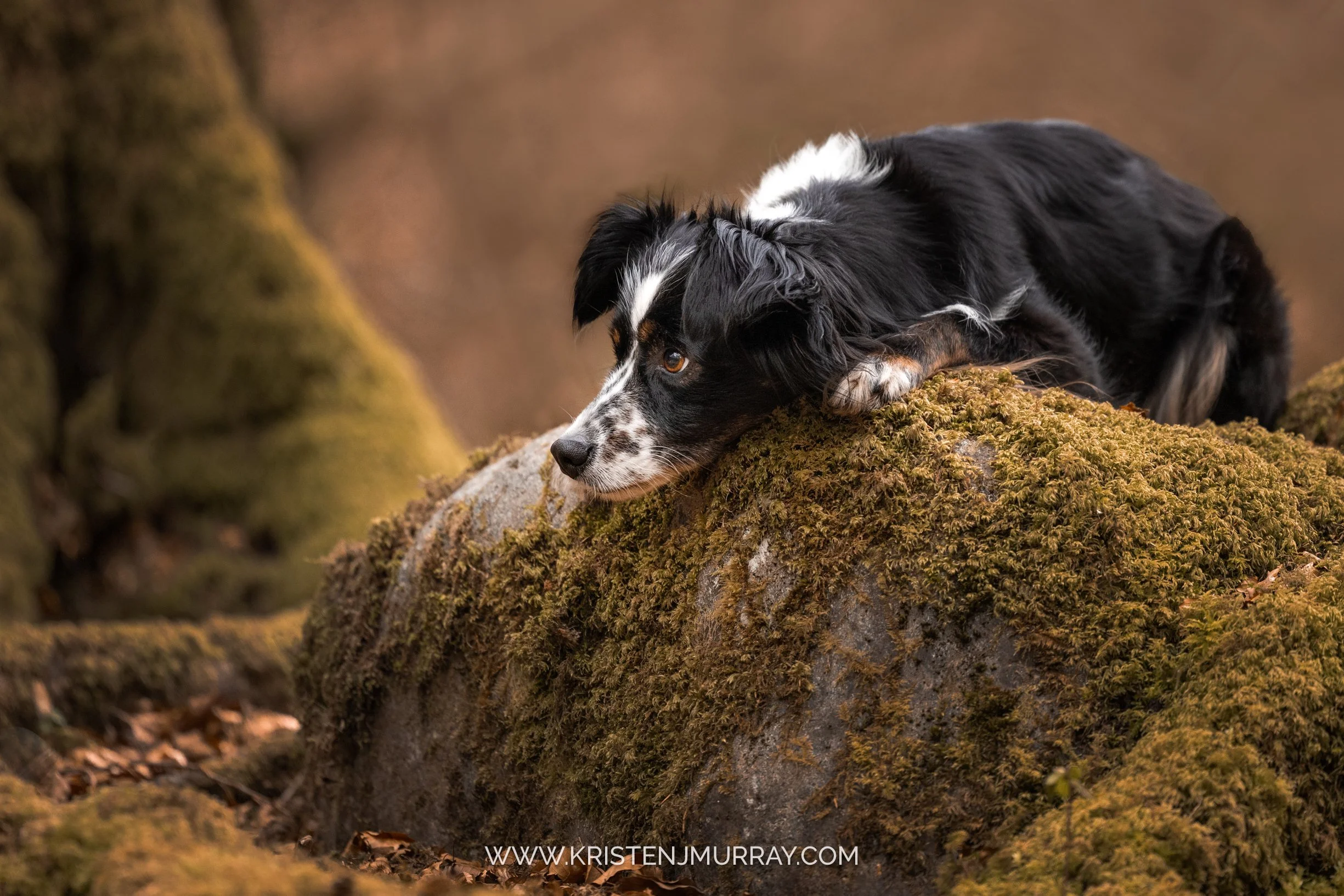 border-collie-on-moss-covered-rocks-birks-of-aberfeldy-scotland-kristen-murray-photography