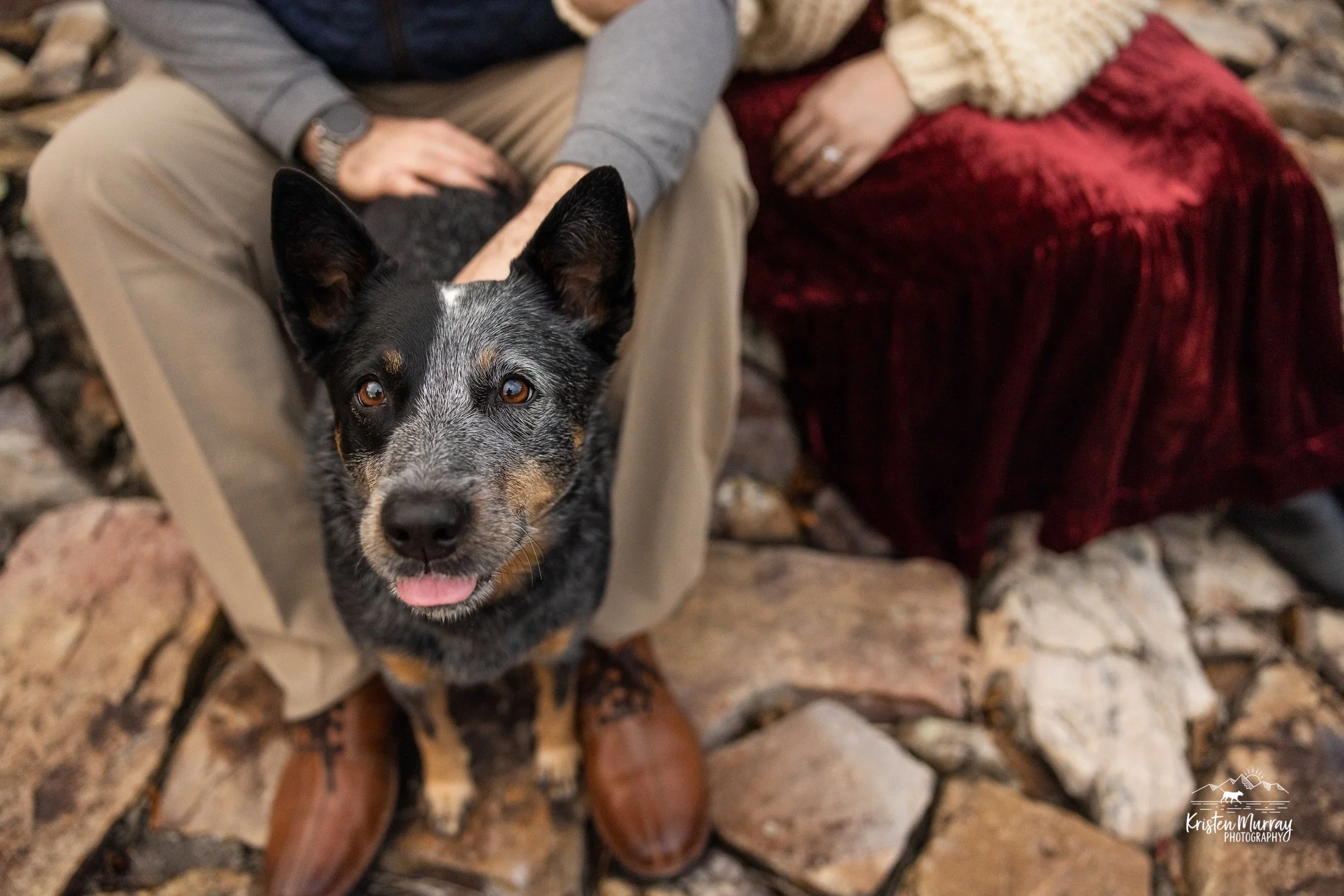 Australian Cattle Dog posing with Mom and Dad