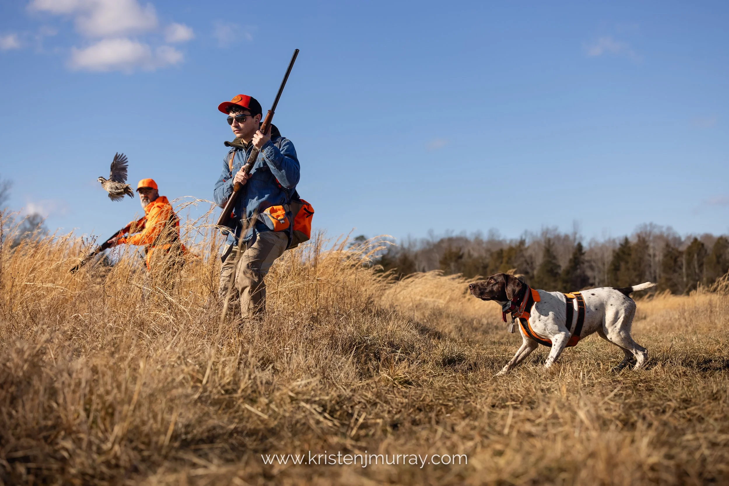 GPS pointing, quail flushing, upland bird hunting in Virginia