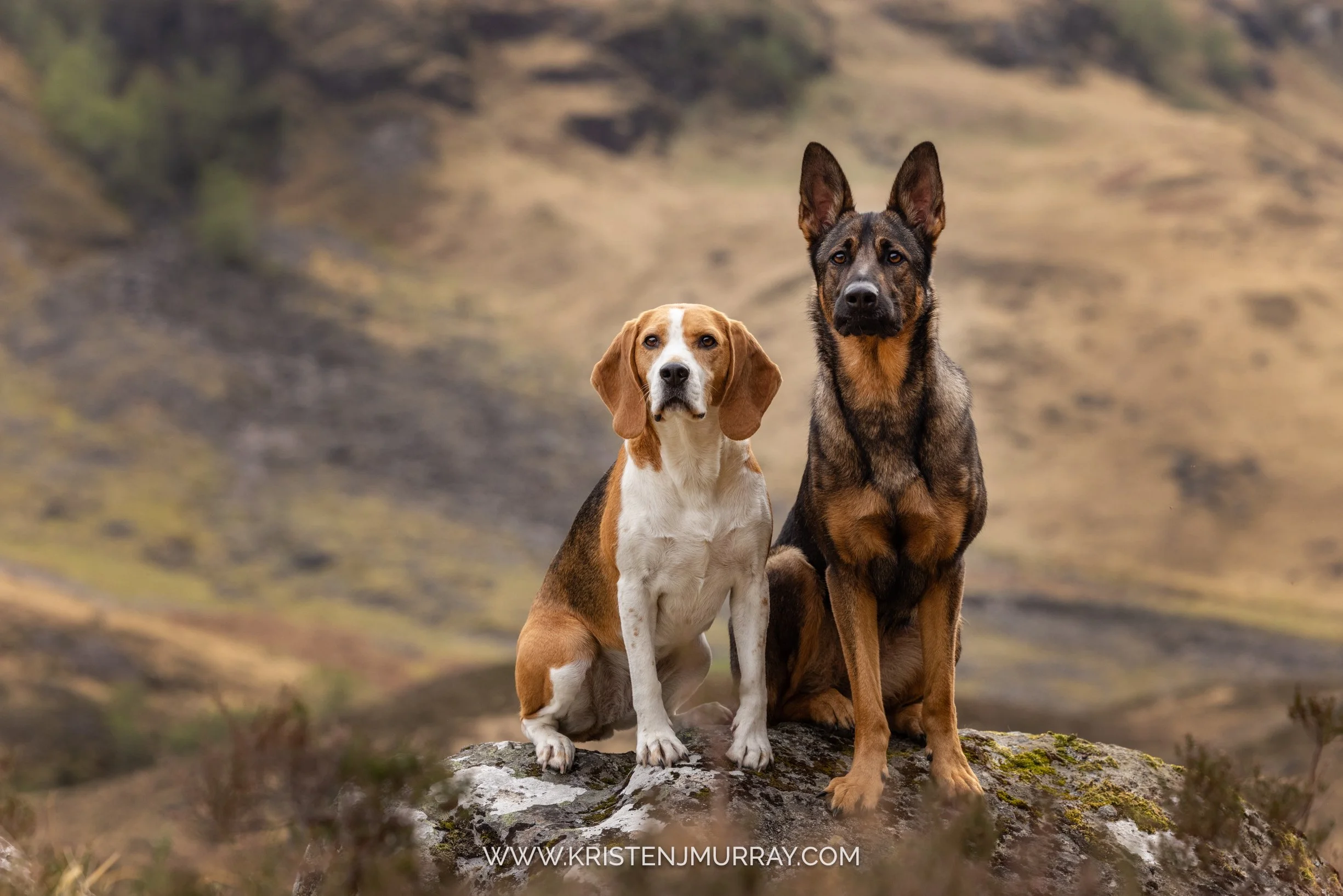 fox-hound-and-shepherd-sitting-on-rock-three-sisters-glencoe-scotland