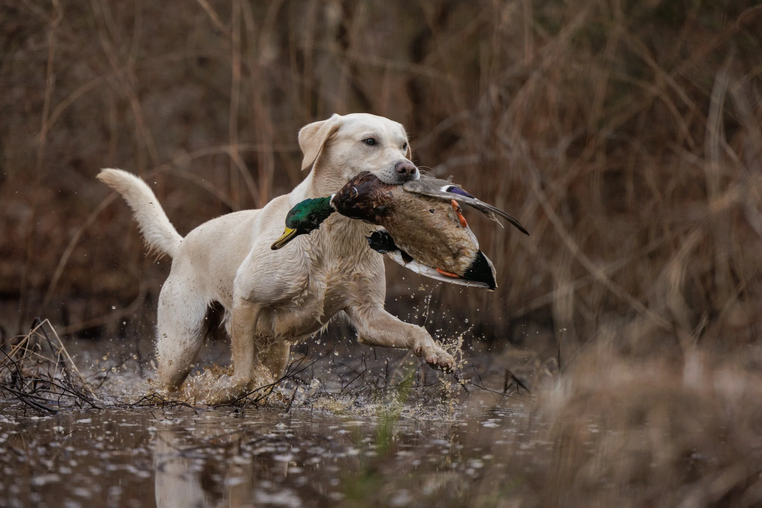 Yellow Lab retrieving a drake mallard, Virginia Duck Hunting