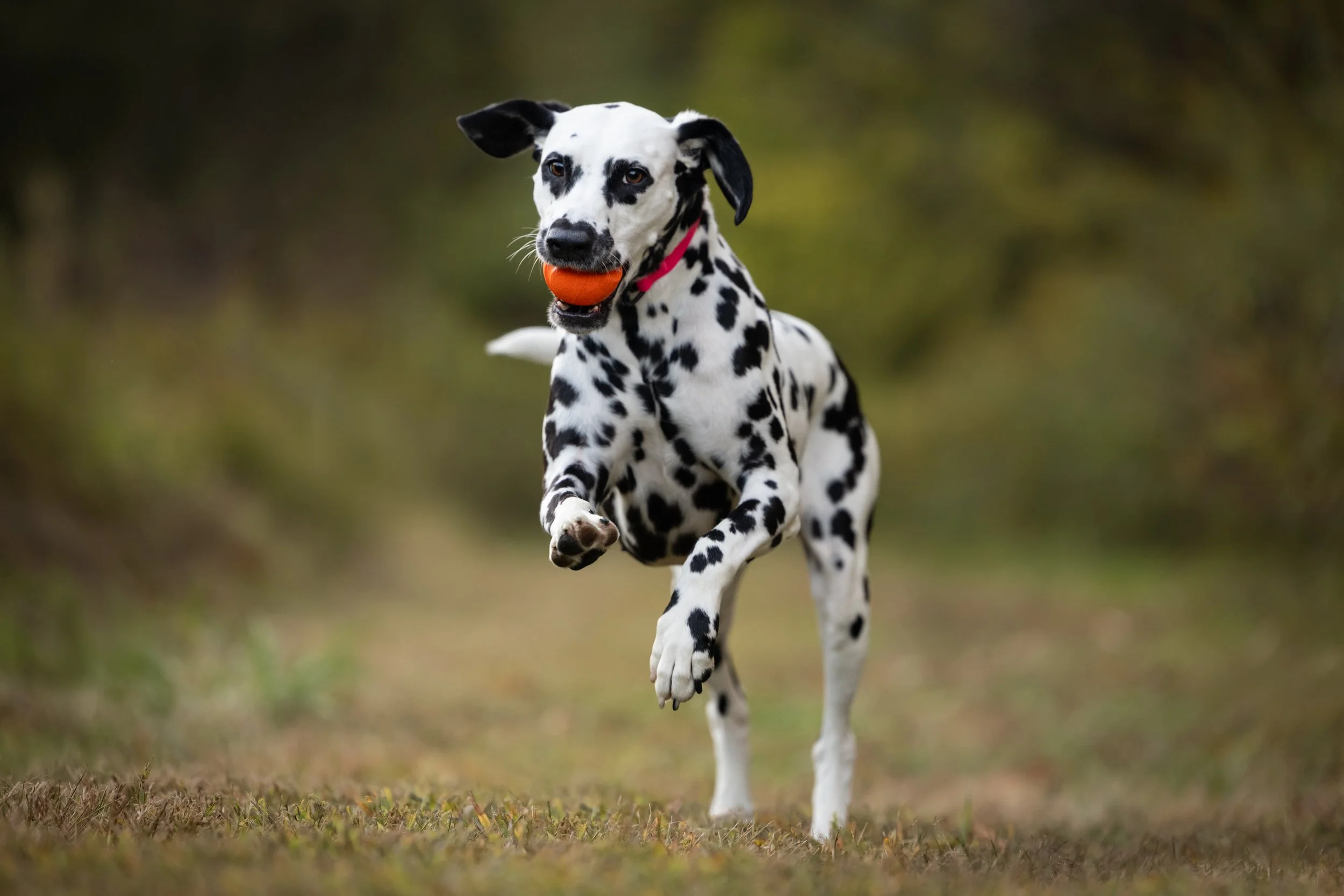 Dalmatian leaping with orange ball in her mouth - Richmond Virginia - Kristen Murray Photography