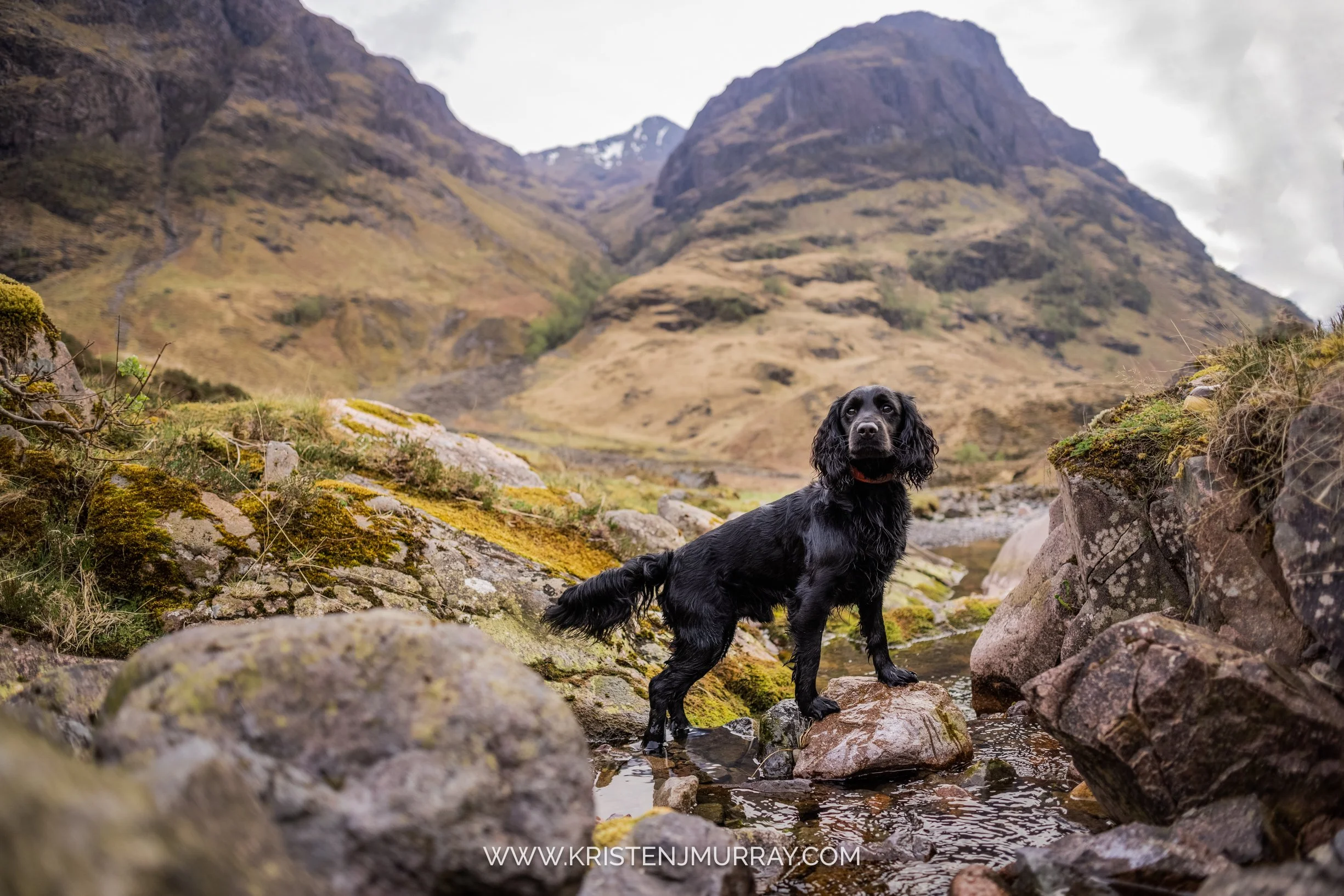 black-english-cocker-spaniel-three-sisters-glencoe-scotland-highlands
