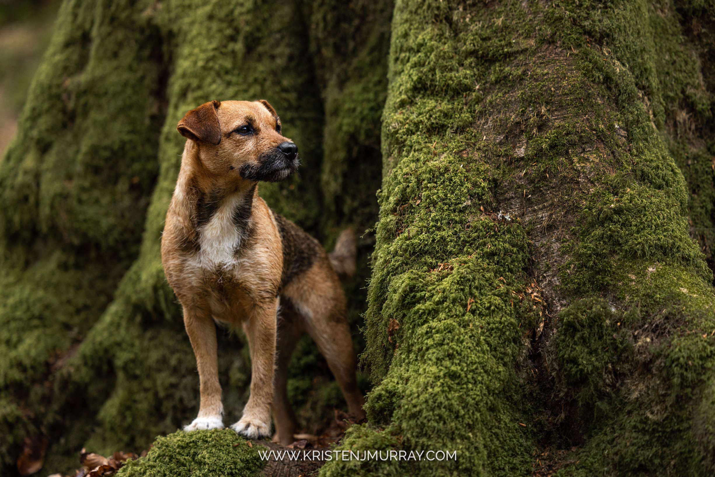 border-terrier-on-moss-covered-tree-birks-of-aberfeldy-scotland-kristen-murray-photography